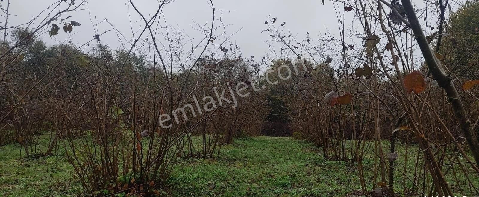 Kandıra Yılmaz Emlaktan Mükemmel Konumlu Fındıklık - Görsel 12