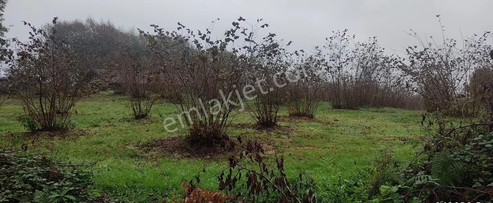 Kandıra Yılmaz Emlaktan Mükemmel Konumlu Fındıklık - Görsel 9