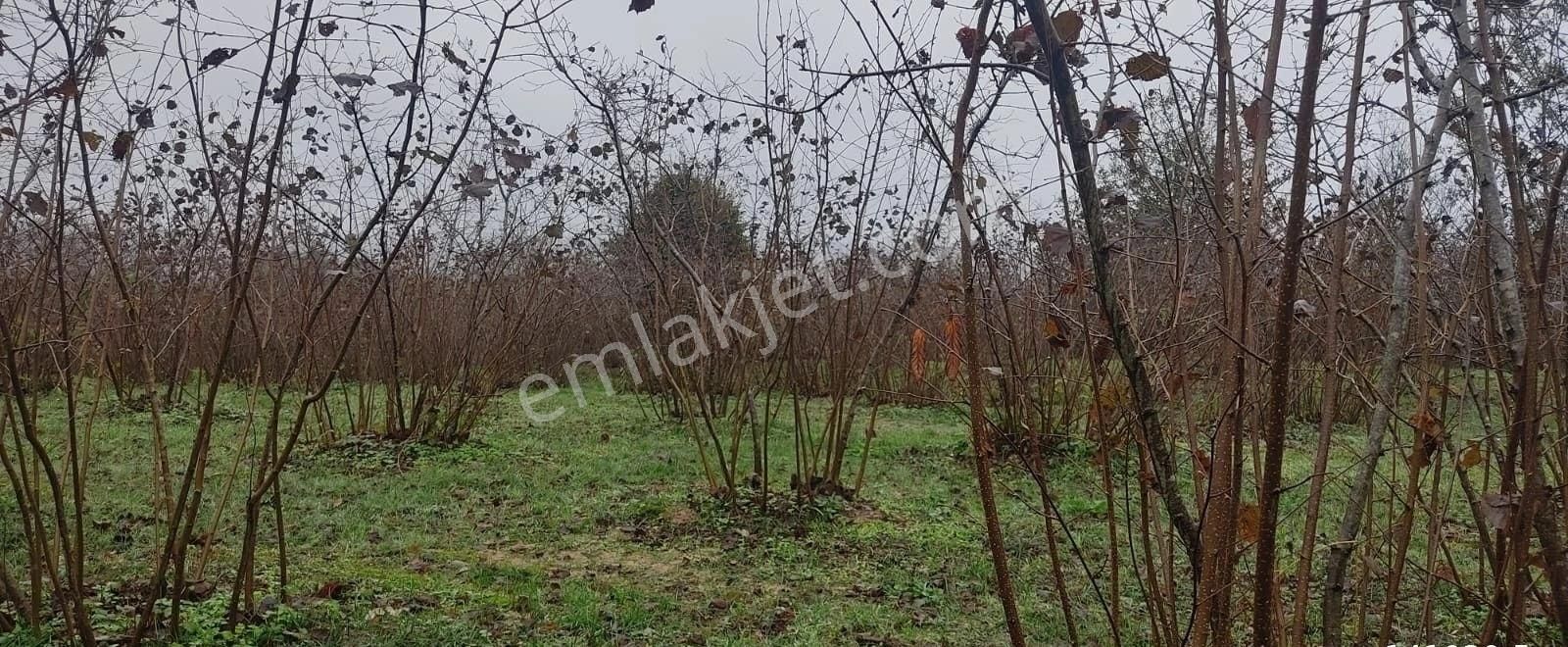 Kandıra Yılmaz Emlaktan Mükemmel Konumlu Fındıklık - Görsel 15