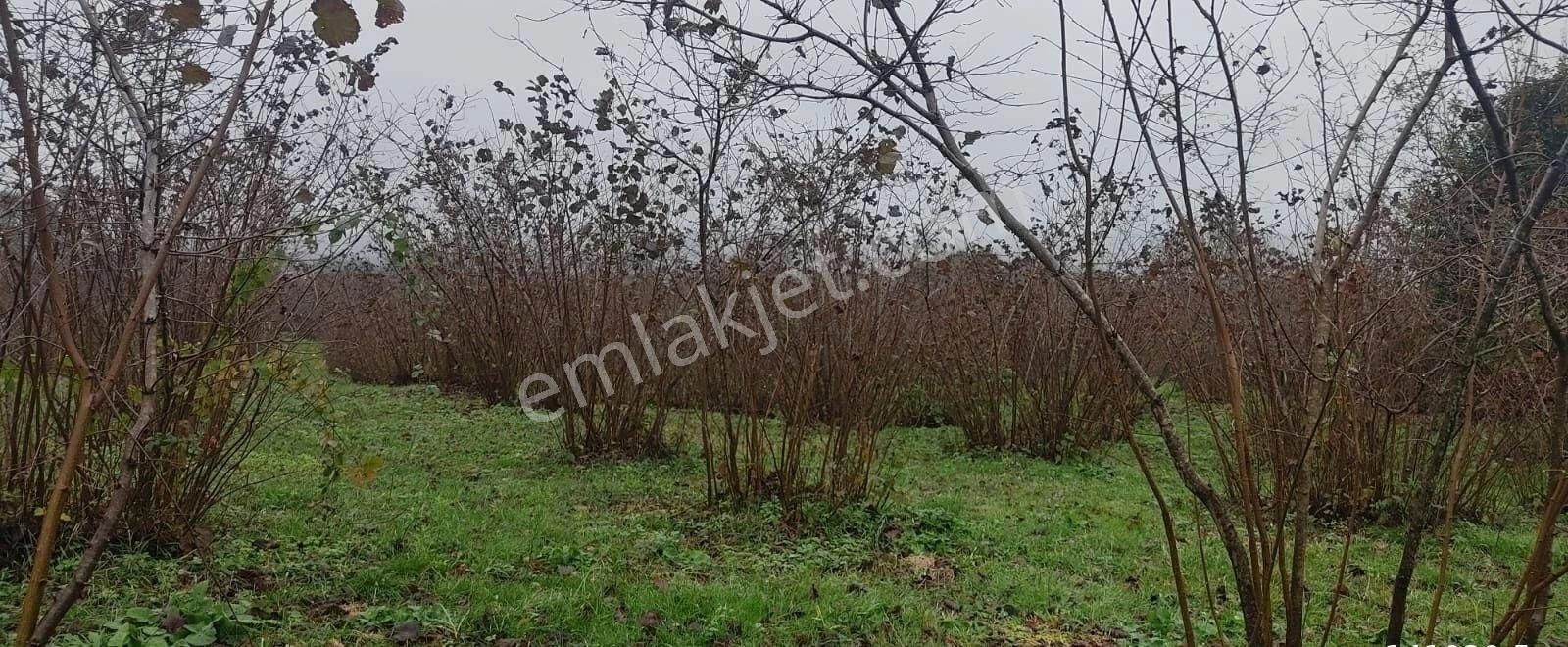 Kandıra Yılmaz Emlaktan Mükemmel Konumlu Fındıklık - Görsel 5