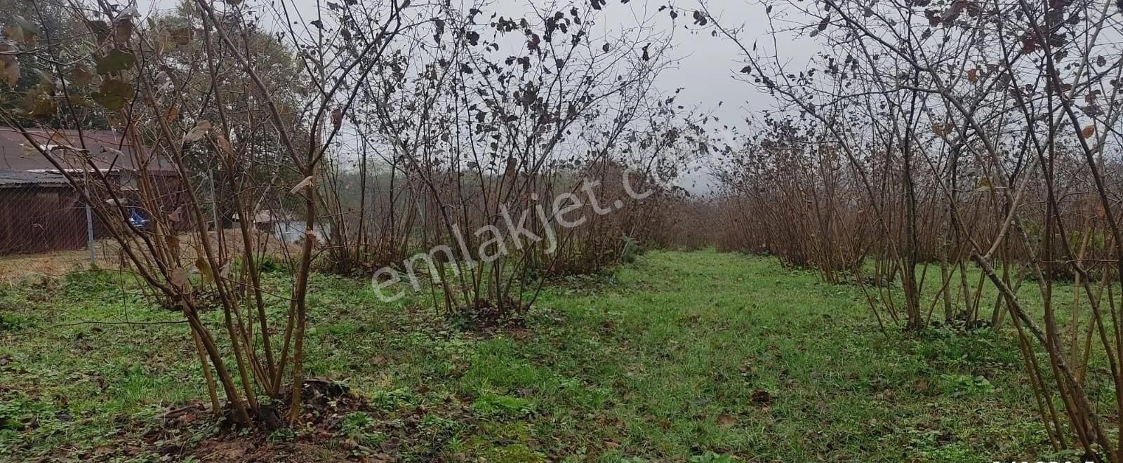 Kandıra Yılmaz Emlaktan Mükemmel Konumlu Fındıklık - Görsel 7