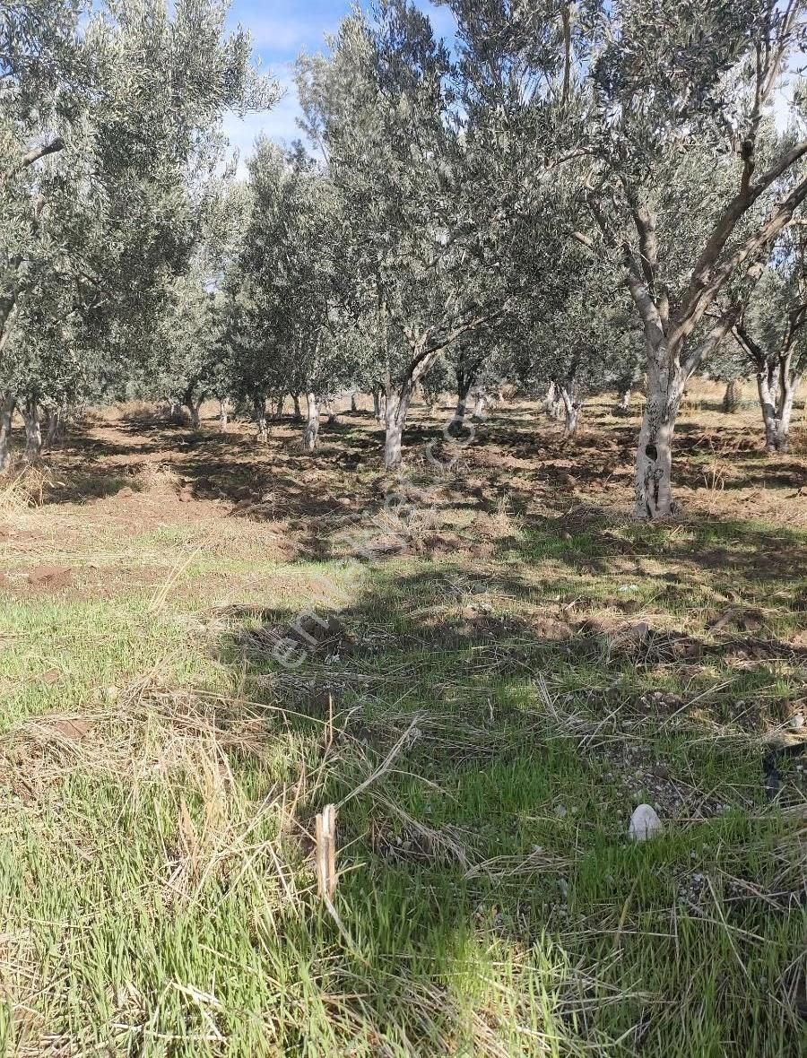 Bölcek Mah. Asfalt Kenarı Satılık Zeytinlik - Görsel 14