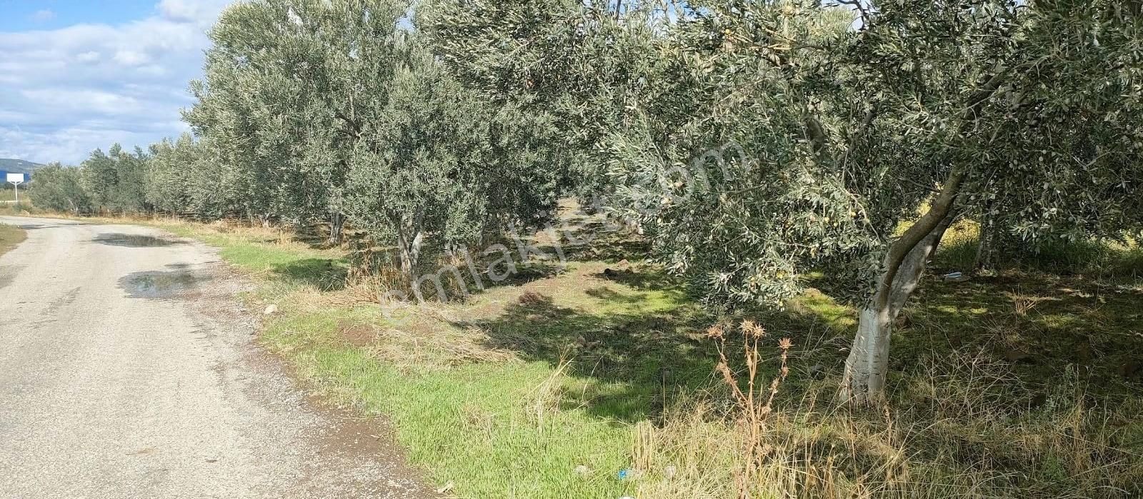 Bölcek Mah. Asfalt Kenarı Satılık Zeytinlik - Görsel 16