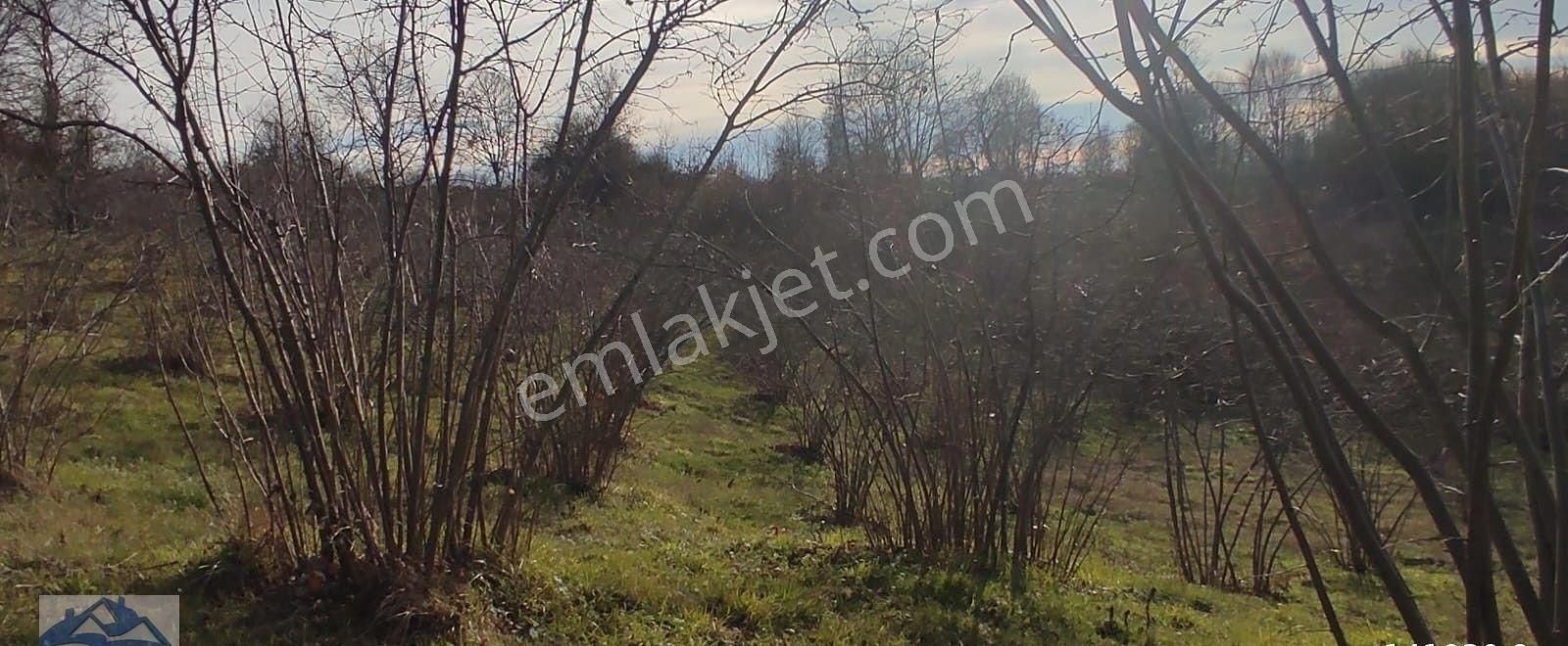 Mükemmel Yetişkin Fındık Tarlası