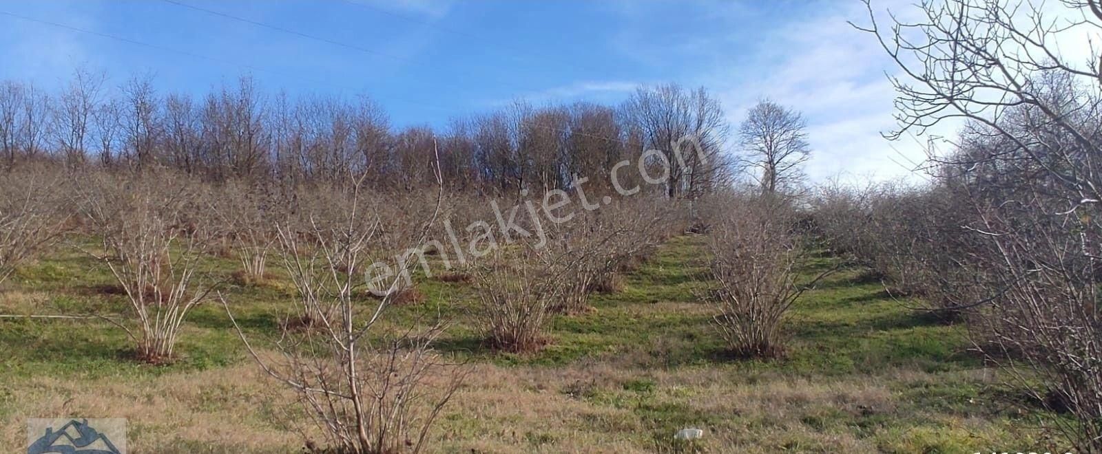 Mükemmel Yetişkin Fındık Tarlası - Görsel 19