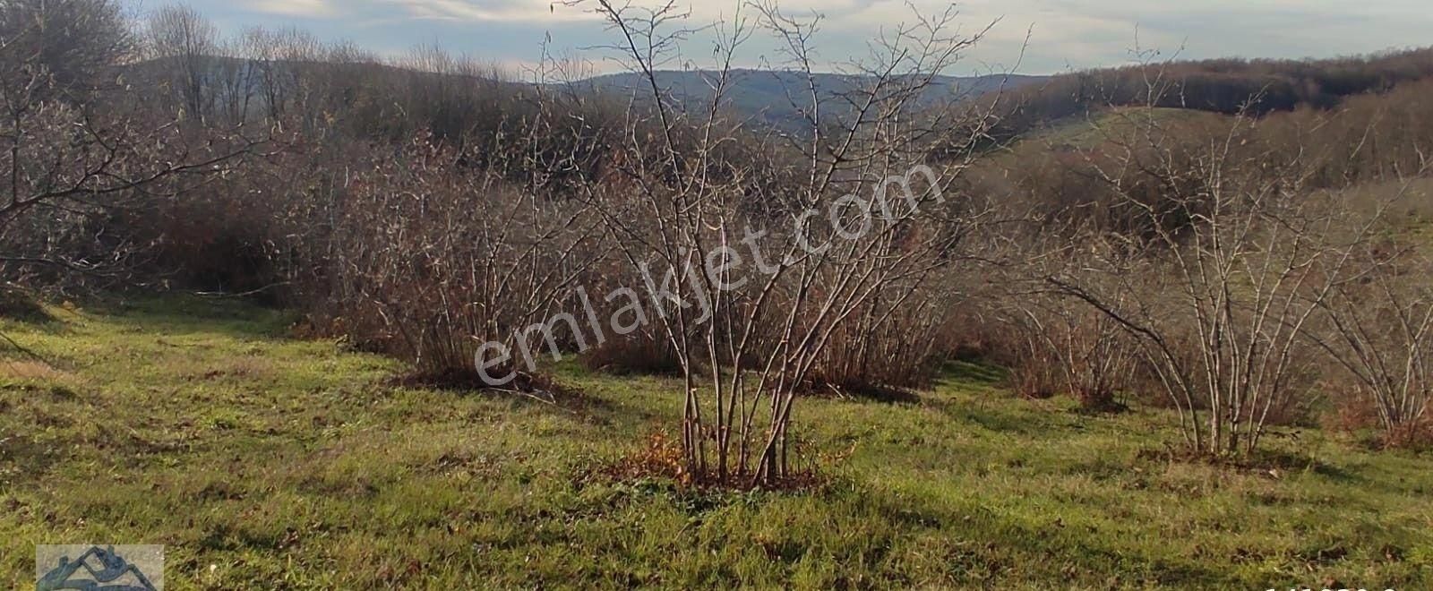 Mükemmel Yetişkin Fındık Tarlası - Görsel 2