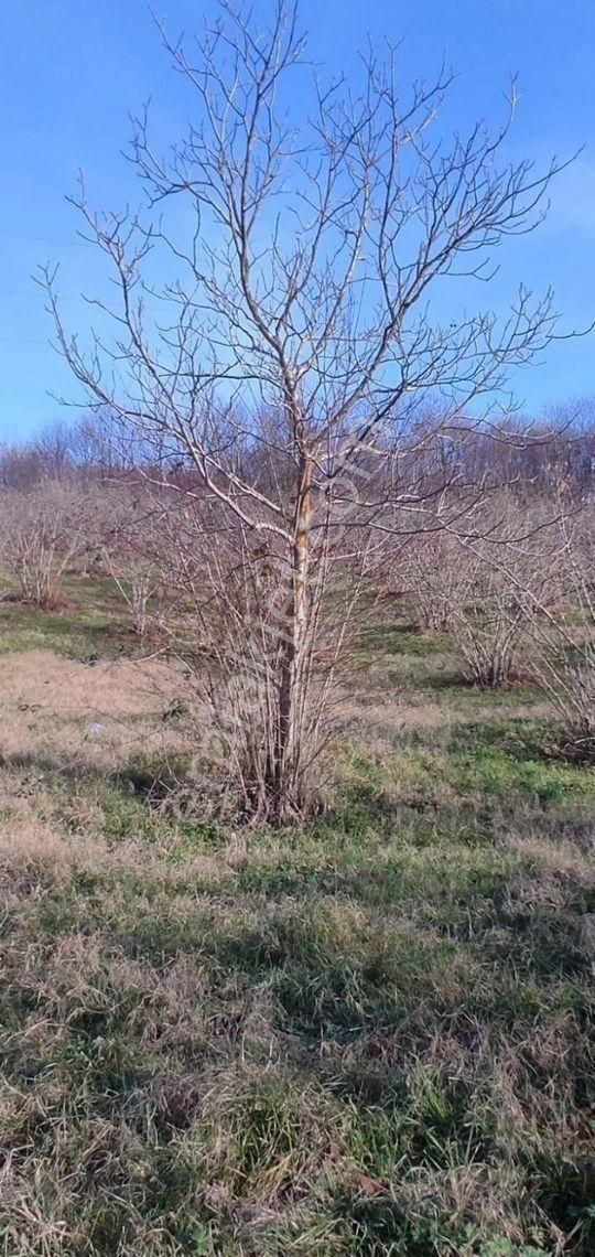 Mükemmel Yetişkin Fındık Tarlası - Görsel 8