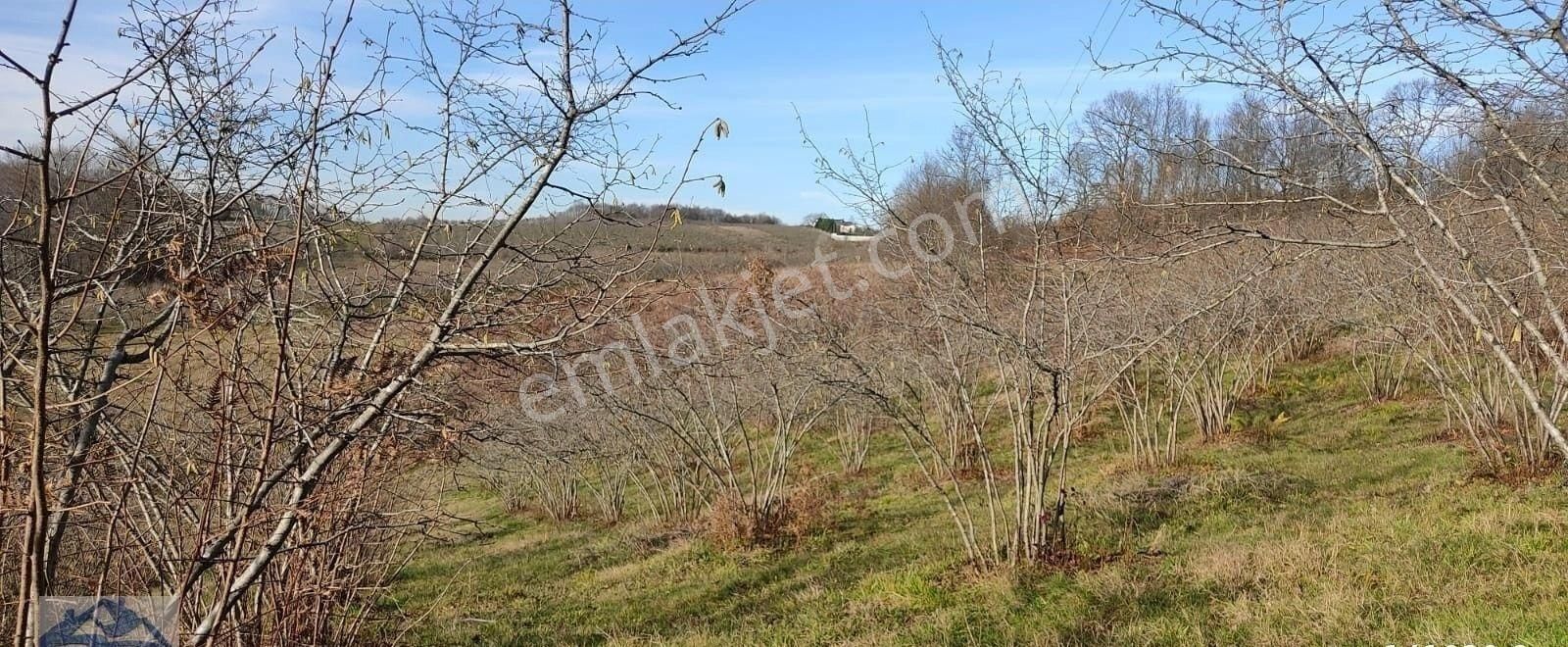 Mükemmel Yetişkin Fındık Tarlası - Görsel 20