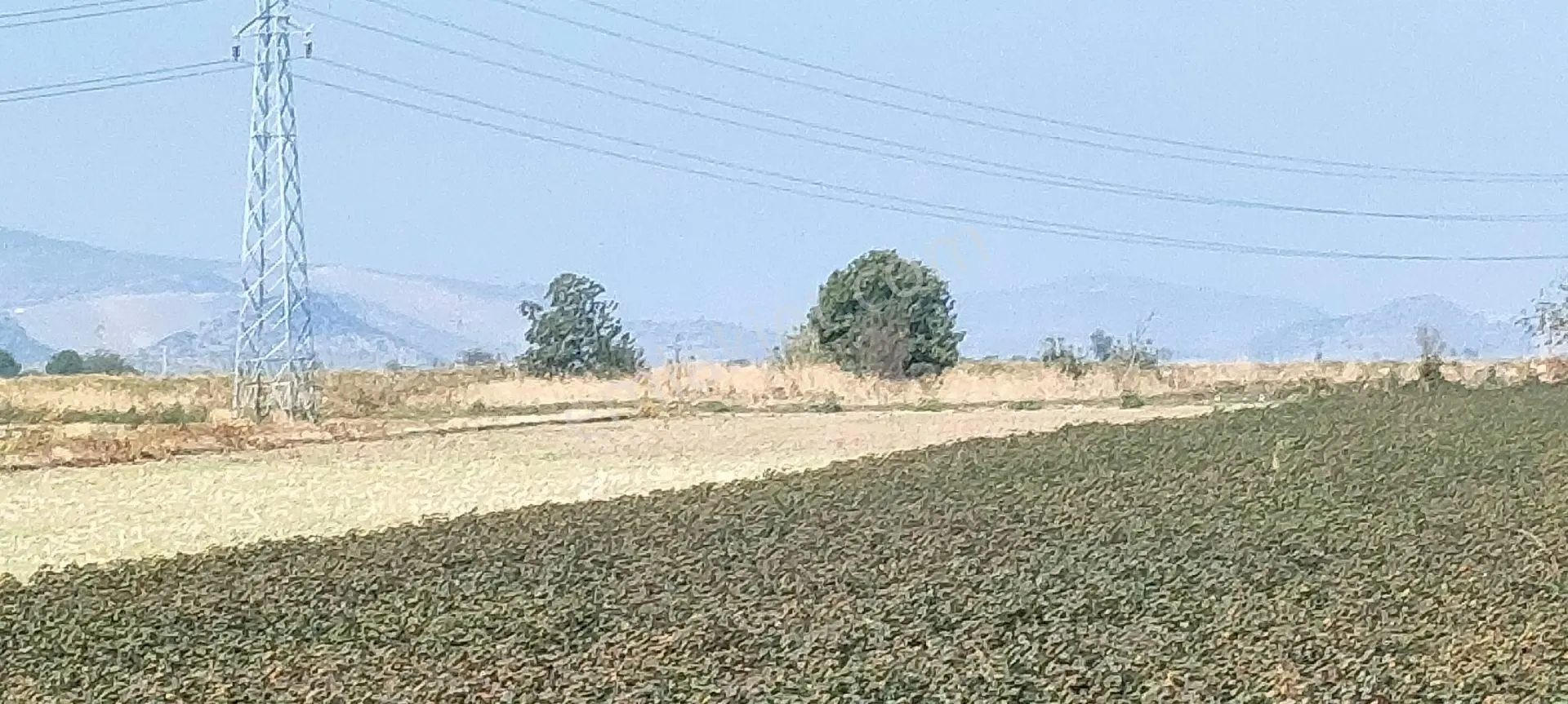 Bergama Yeniköyde Satılık Verimli Tarla - Görsel 4