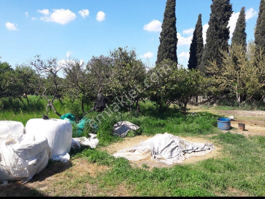 900 M2 Arsa Söke Bagarasında - Görsel 2