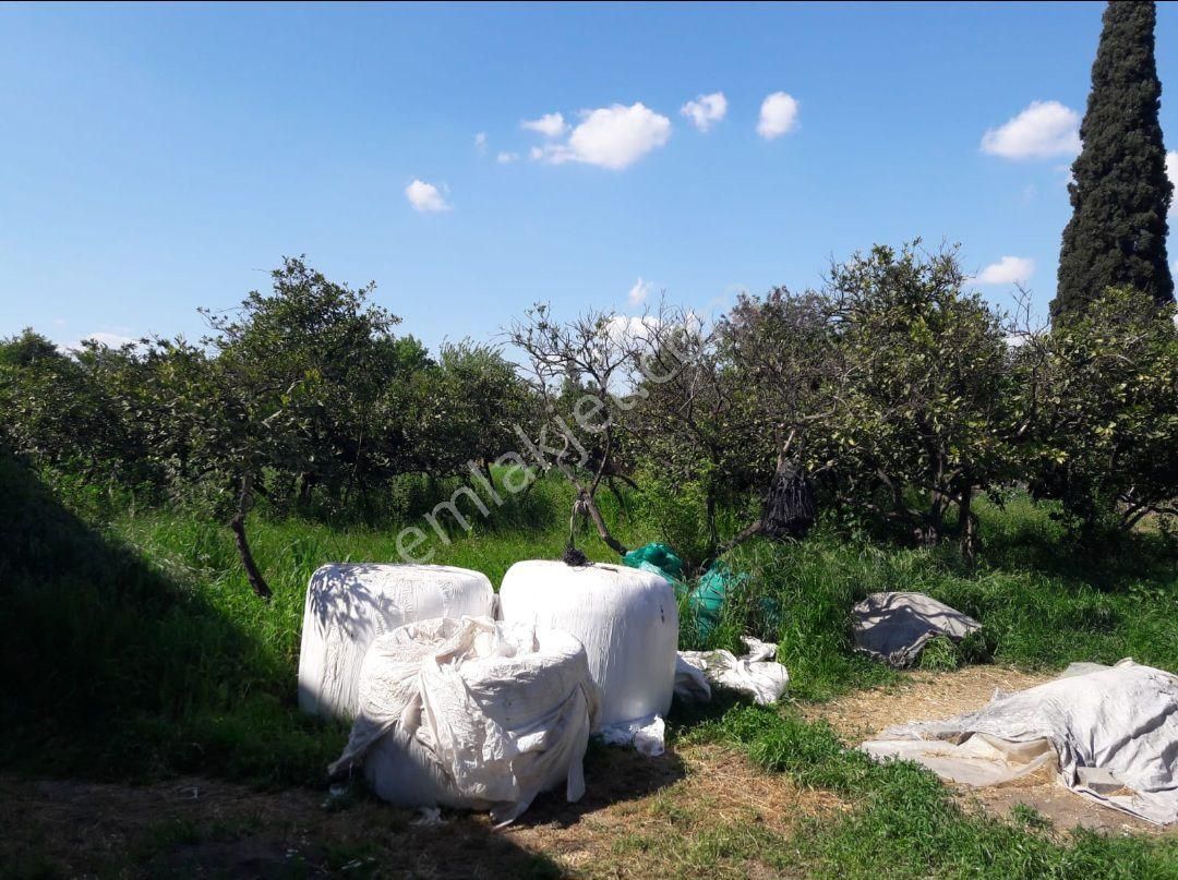 900 M2 Arsa Söke Bagarasında - Görsel 3