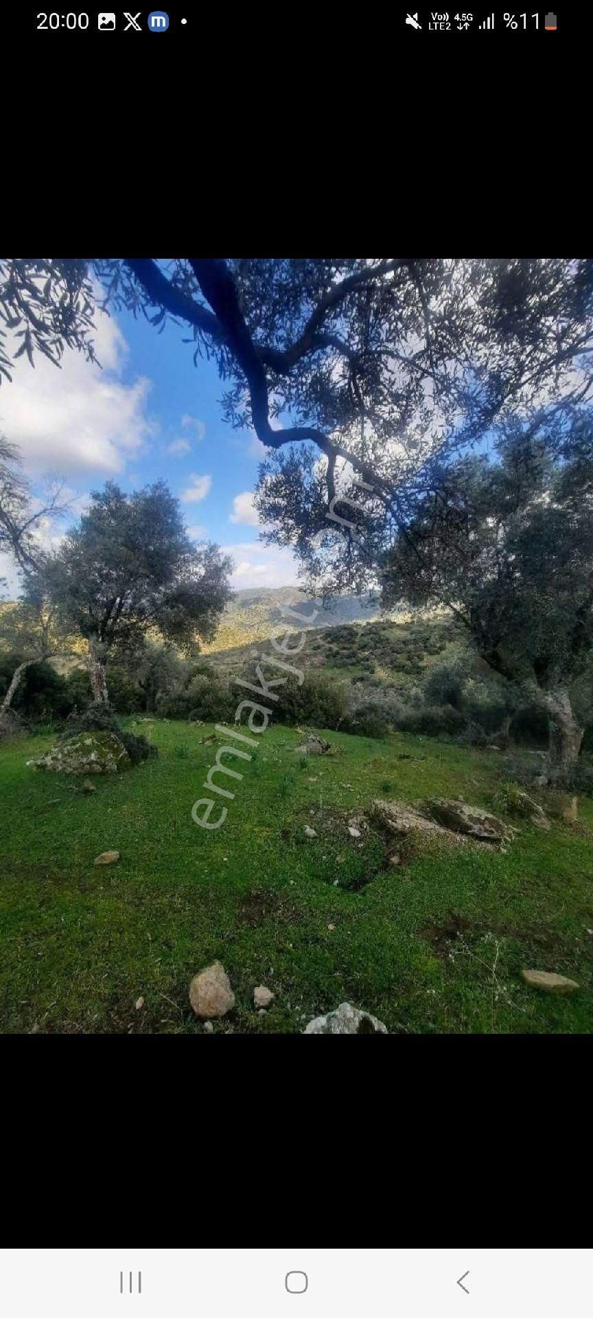 12 Dönüm Zeytinlik 250 Ağaclı
