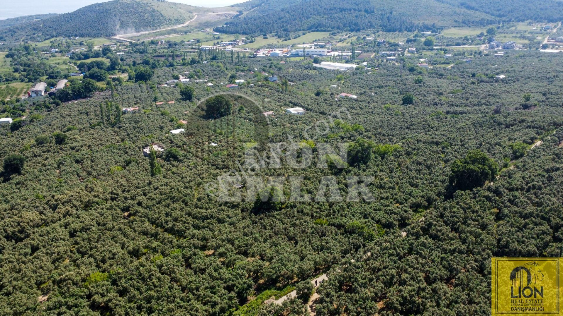 🟨⬛lıon Emlak'tan Ocaklarda Kadastro Yoluna Cephe 3350m² Zeytinliğin 2093m² Lik Hissesi Satılık⬛🟨 - Görsel 3