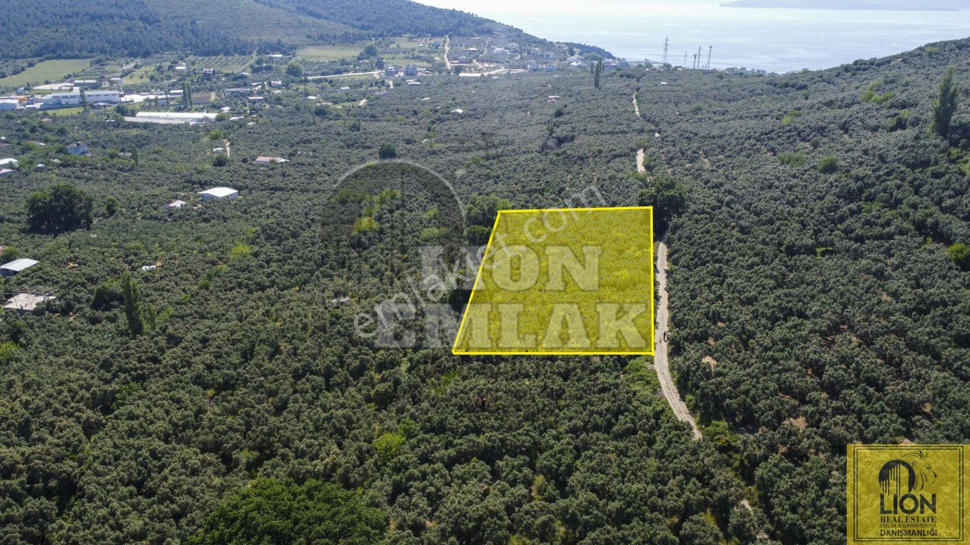🟨⬛lıon Emlak'tan Ocaklarda Kadastro Yoluna Cephe 3350m² Zeytinliğin 2093m² Lik Hissesi Satılık⬛🟨 - Görsel 2