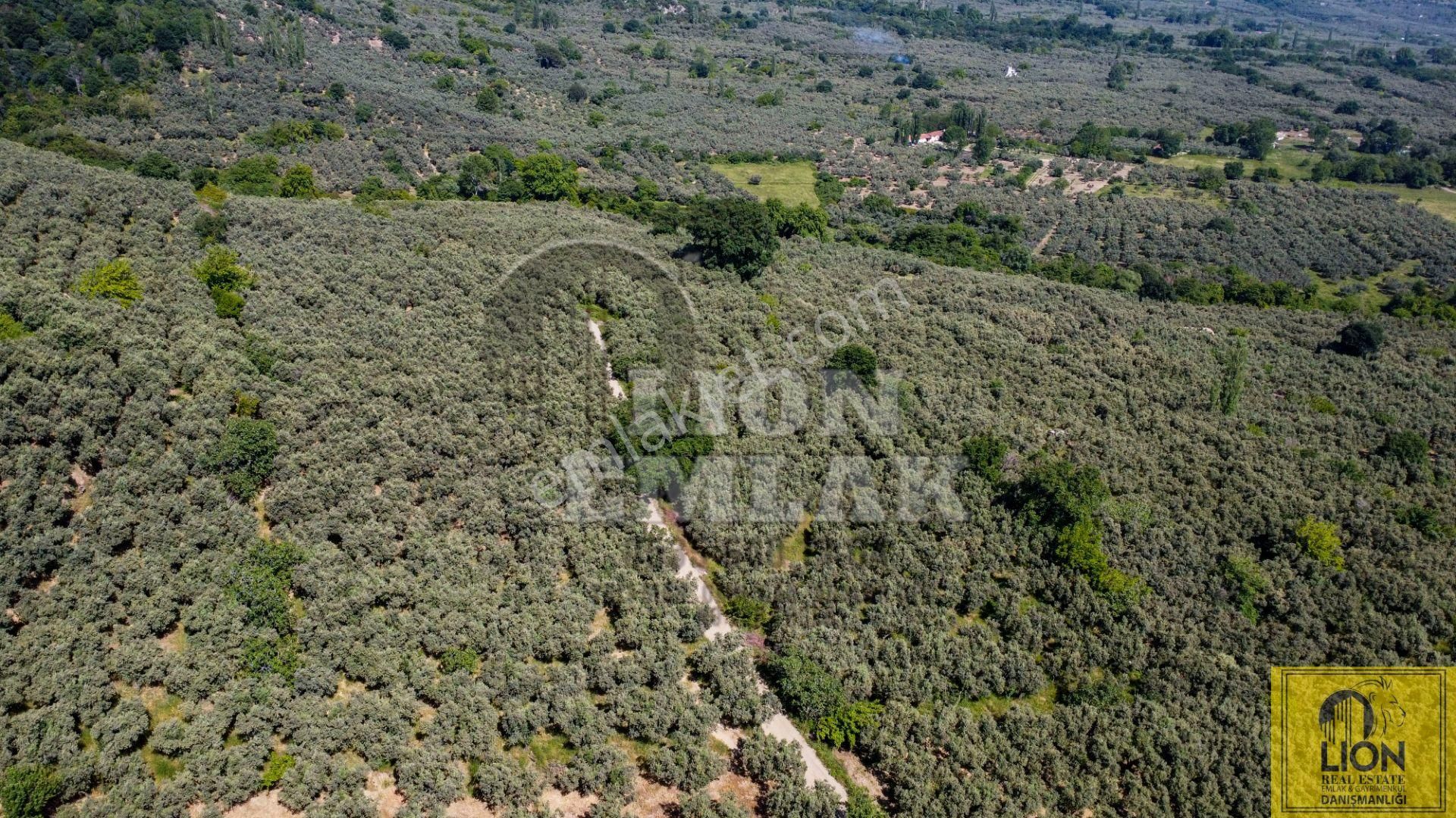 🟨⬛lıon Emlak'tan Ocaklarda Kadastro Yoluna Cephe 3350m² Zeytinliğin 2093m² Lik Hissesi Satılık⬛🟨 - Görsel 11