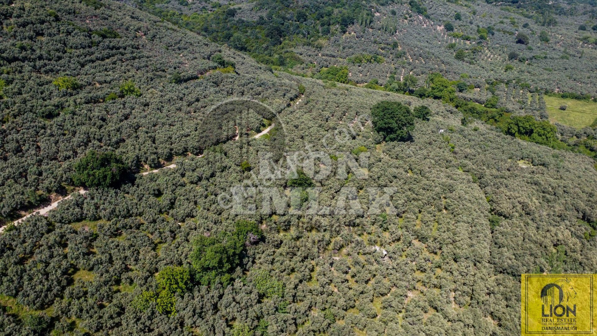 🟨⬛lıon Emlak'tan Ocaklarda Kadastro Yoluna Cephe 3350m² Zeytinliğin 2093m² Lik Hissesi Satılık⬛🟨 - Görsel 5
