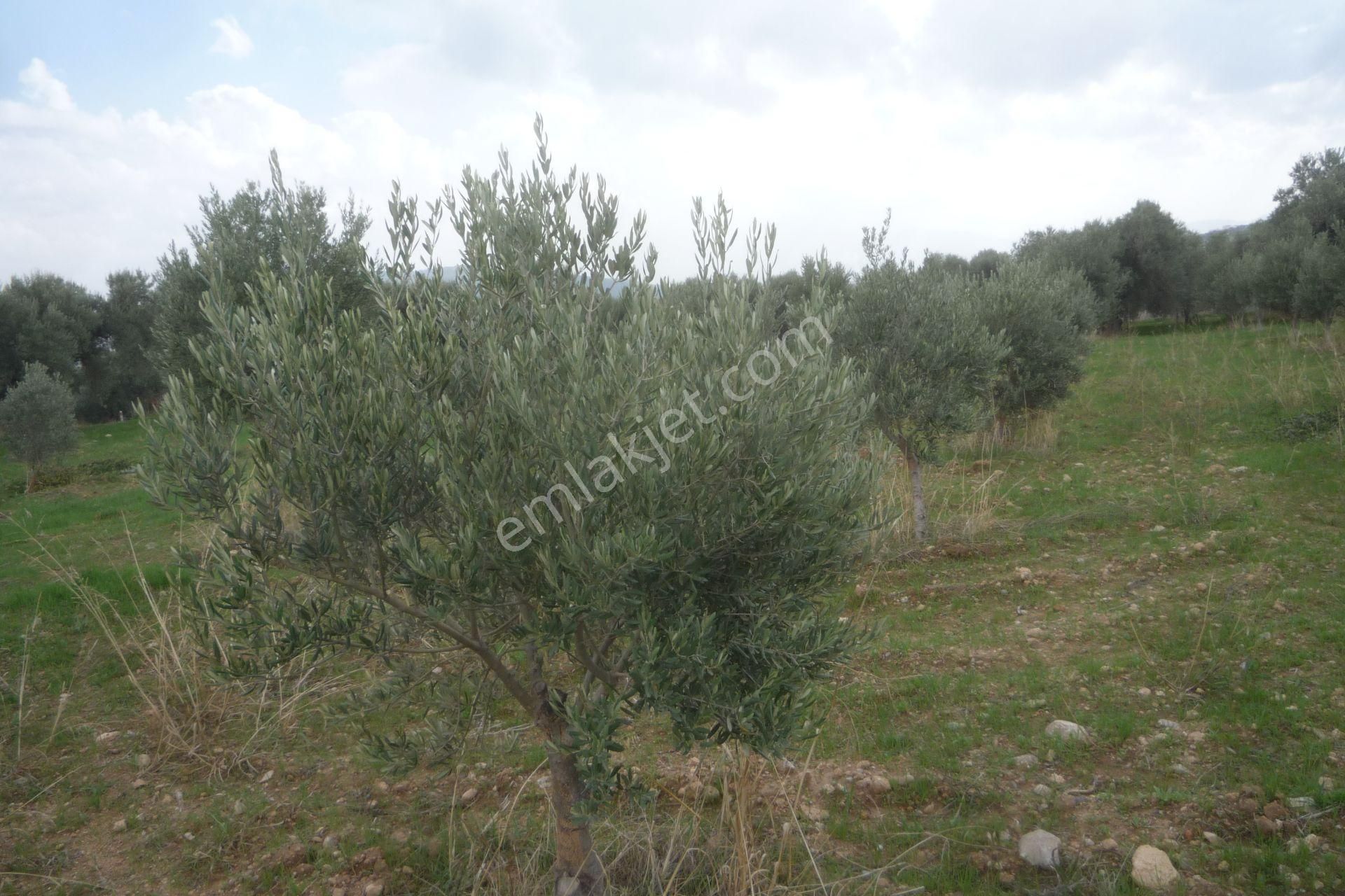 İzmir Torbalı Gold Emlaktan Satılık Zeytin Bahçesi - Görsel 4