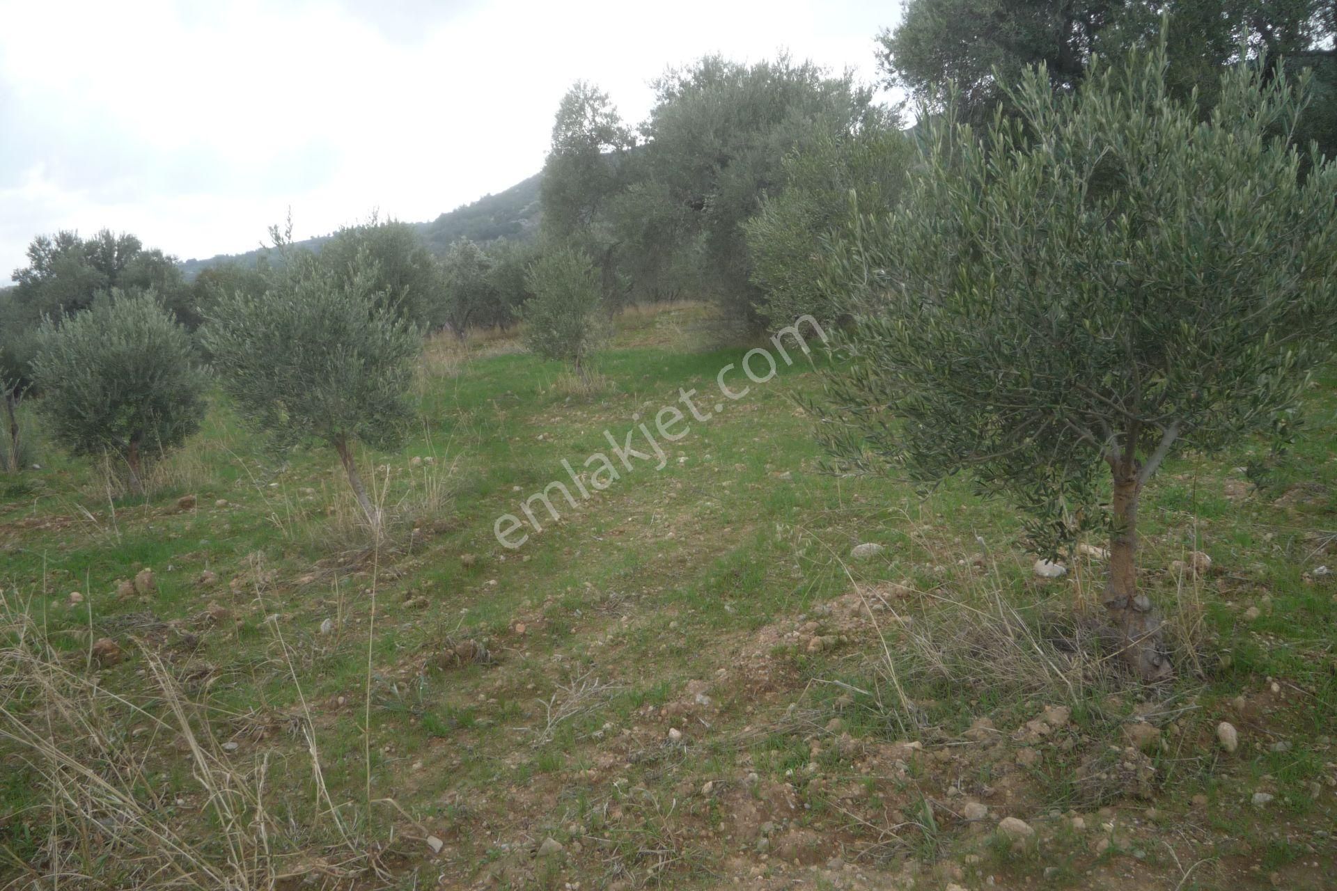 İzmir Torbalı Gold Emlaktan Satılık Zeytin Bahçesi - Görsel 2