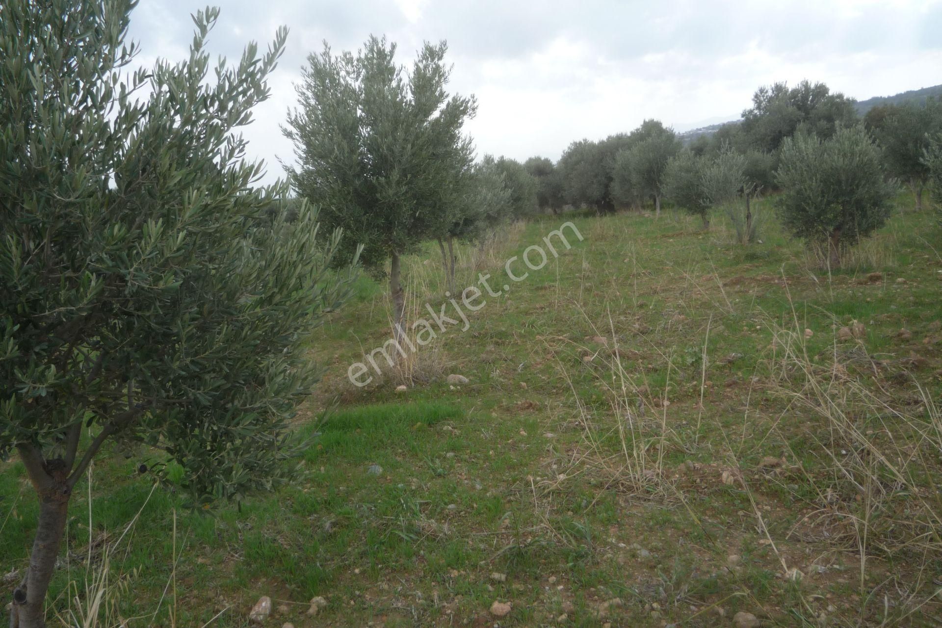 İzmir Torbalı Gold Emlaktan Satılık Zeytin Bahçesi