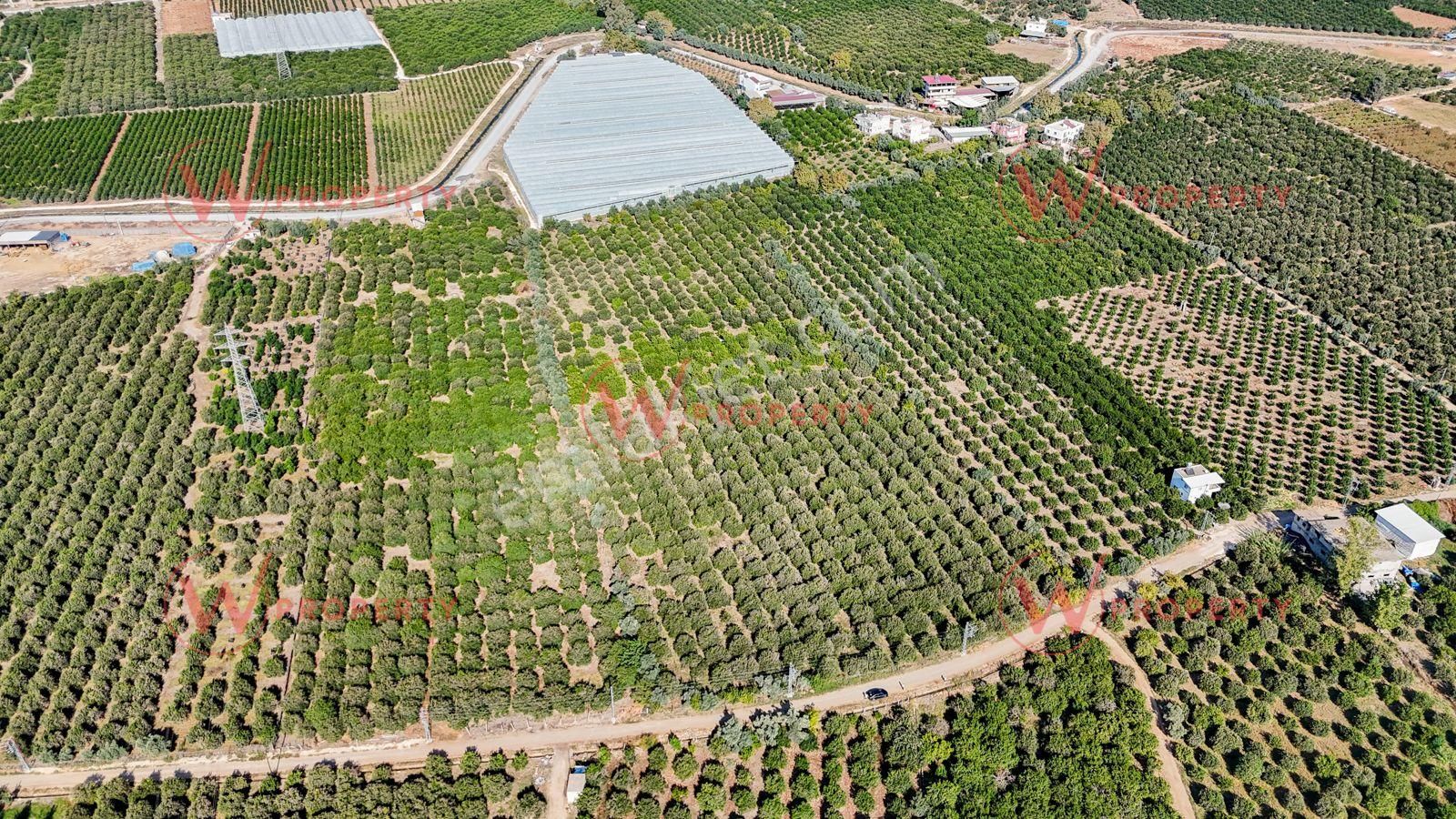 W Property'den Satılık Bekirde'de Bakımlı Narenciye Bahçesi - Görsel 5