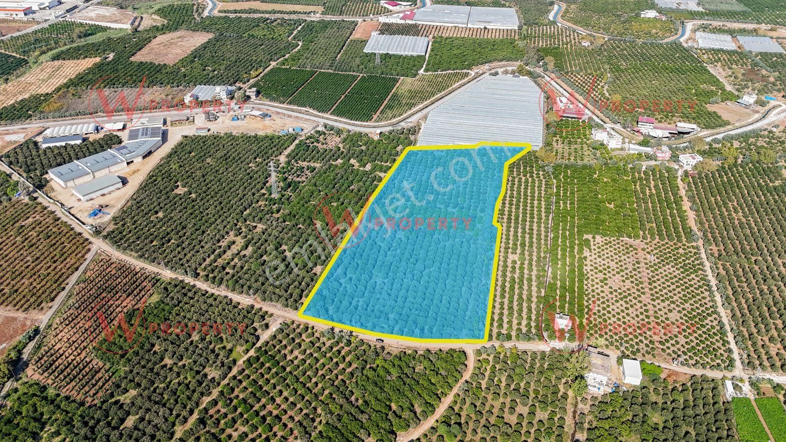 W Property'den Satılık Bekirde'de Bakımlı Narenciye Bahçesi - Görsel 3