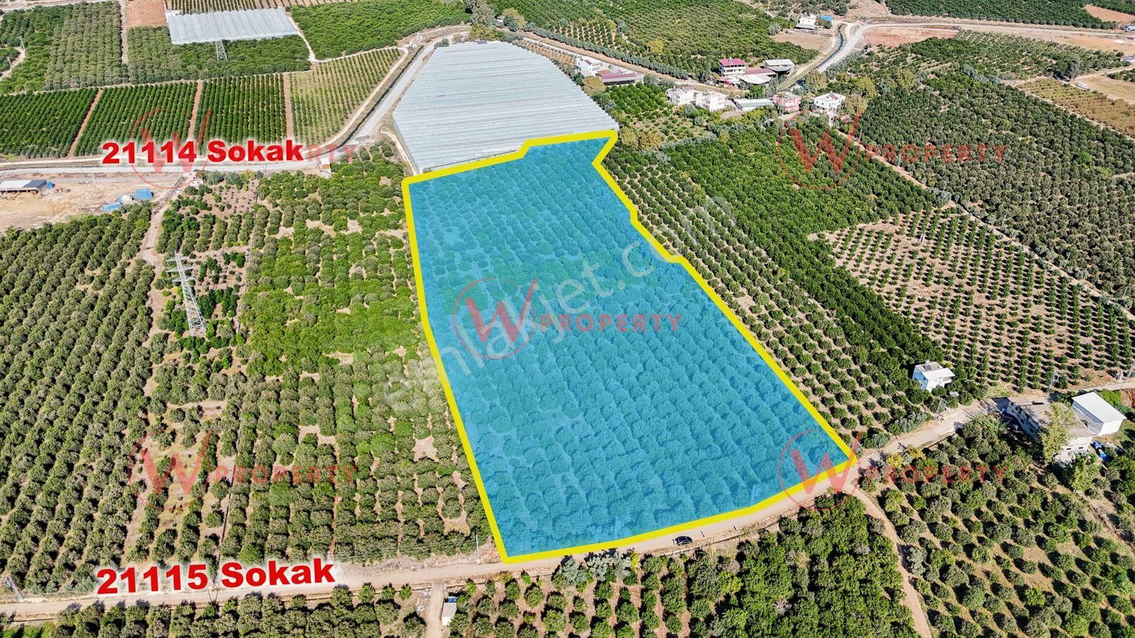 W Property'den Satılık Bekirde'de Bakımlı Narenciye Bahçesi - Görsel 4