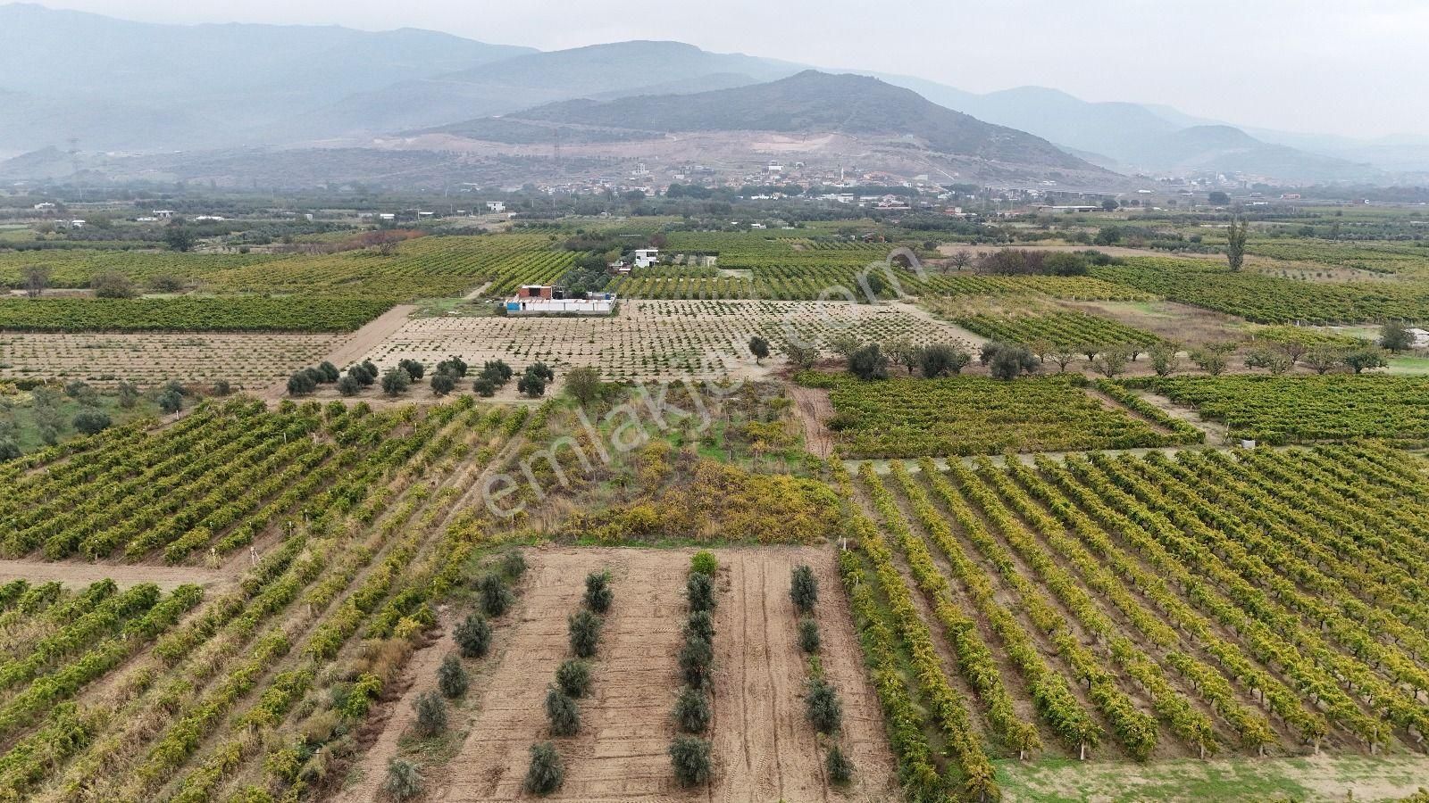 Turpa Arxes'ten Menemen Belen Mah 2100 M2 Bağ Satılık - Görsel 11