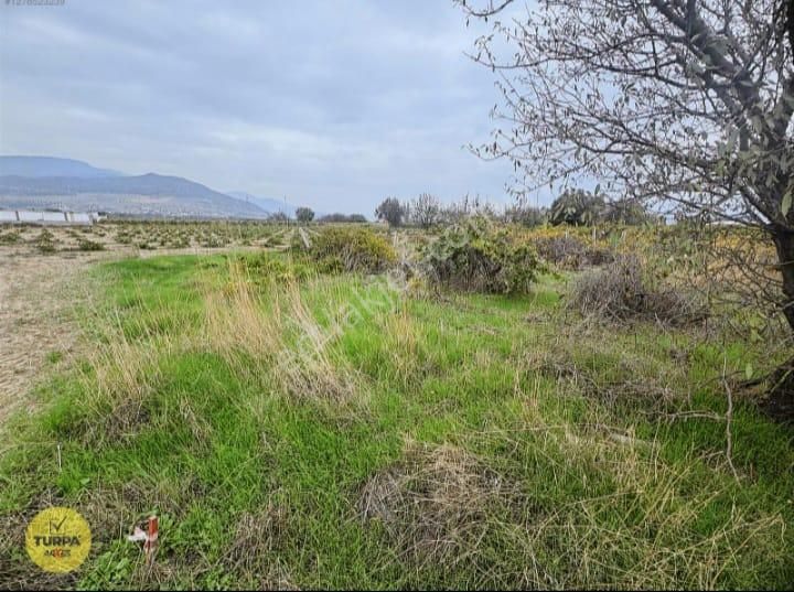 Turpa Arxes'ten Menemen Belen Mah 2100 M2 Bağ Satılık - Görsel 4