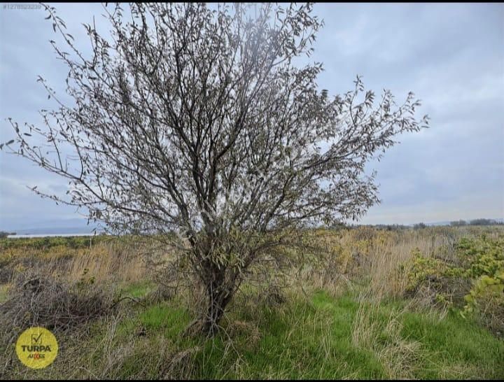 Turpa Arxes'ten Menemen Belen Mah 2100 M2 Bağ Satılık - Görsel 5