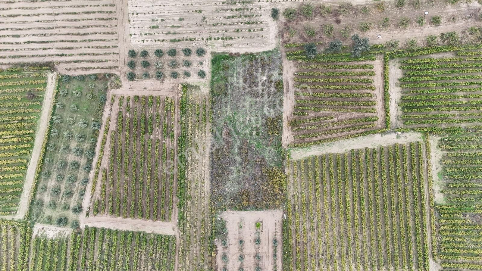 Turpa Arxes'ten Menemen Belen Mah 2100 M2 Bağ Satılık - Görsel 7