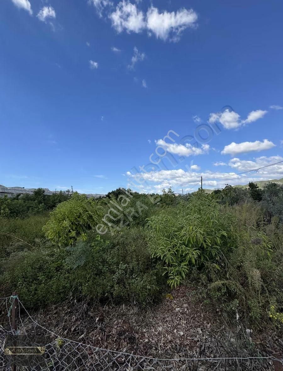 Ekmel Mahallesinde 1800m2 Avokado Bahçesi