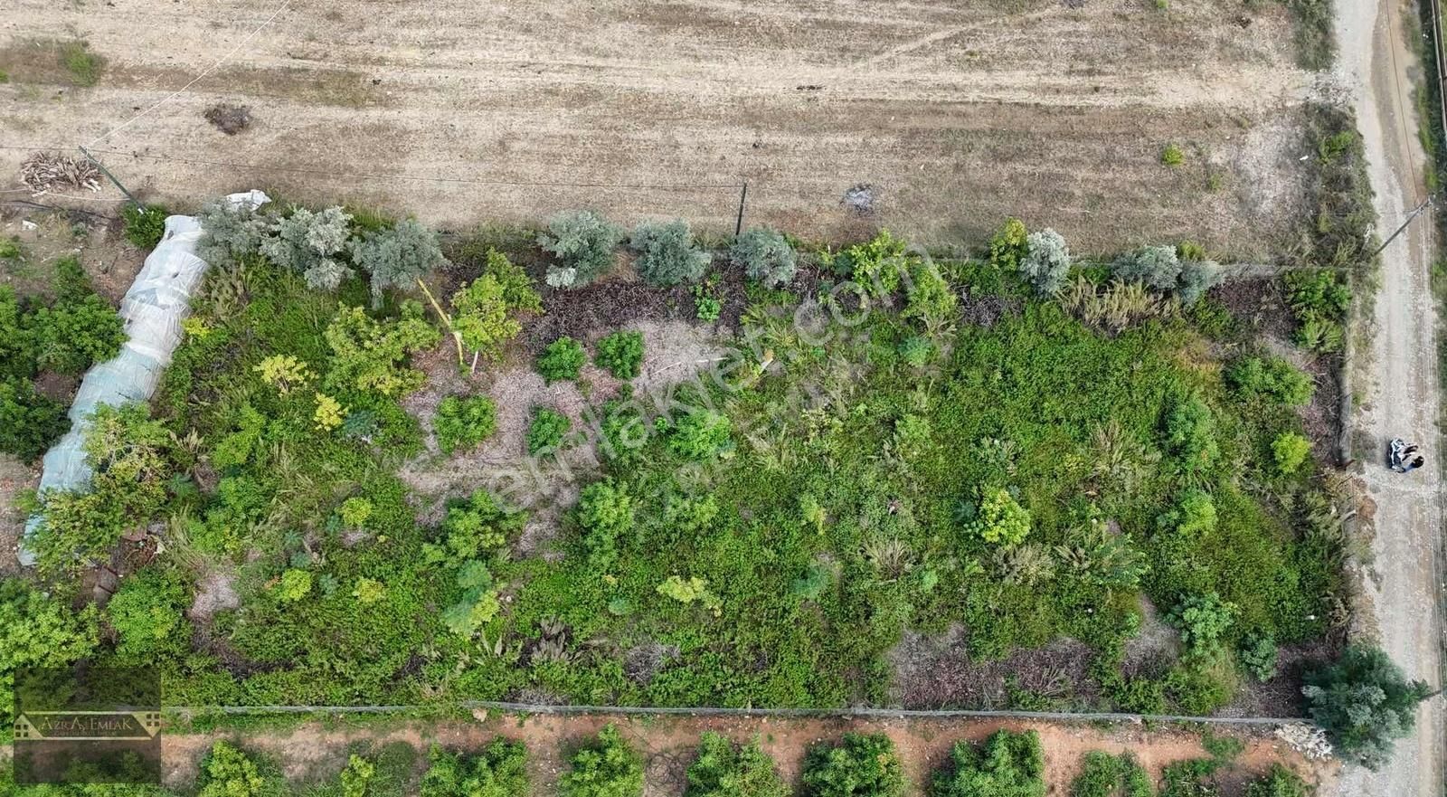 Ekmel Mahallesinde 1800m2 Avokado Bahçesi - Görsel 4