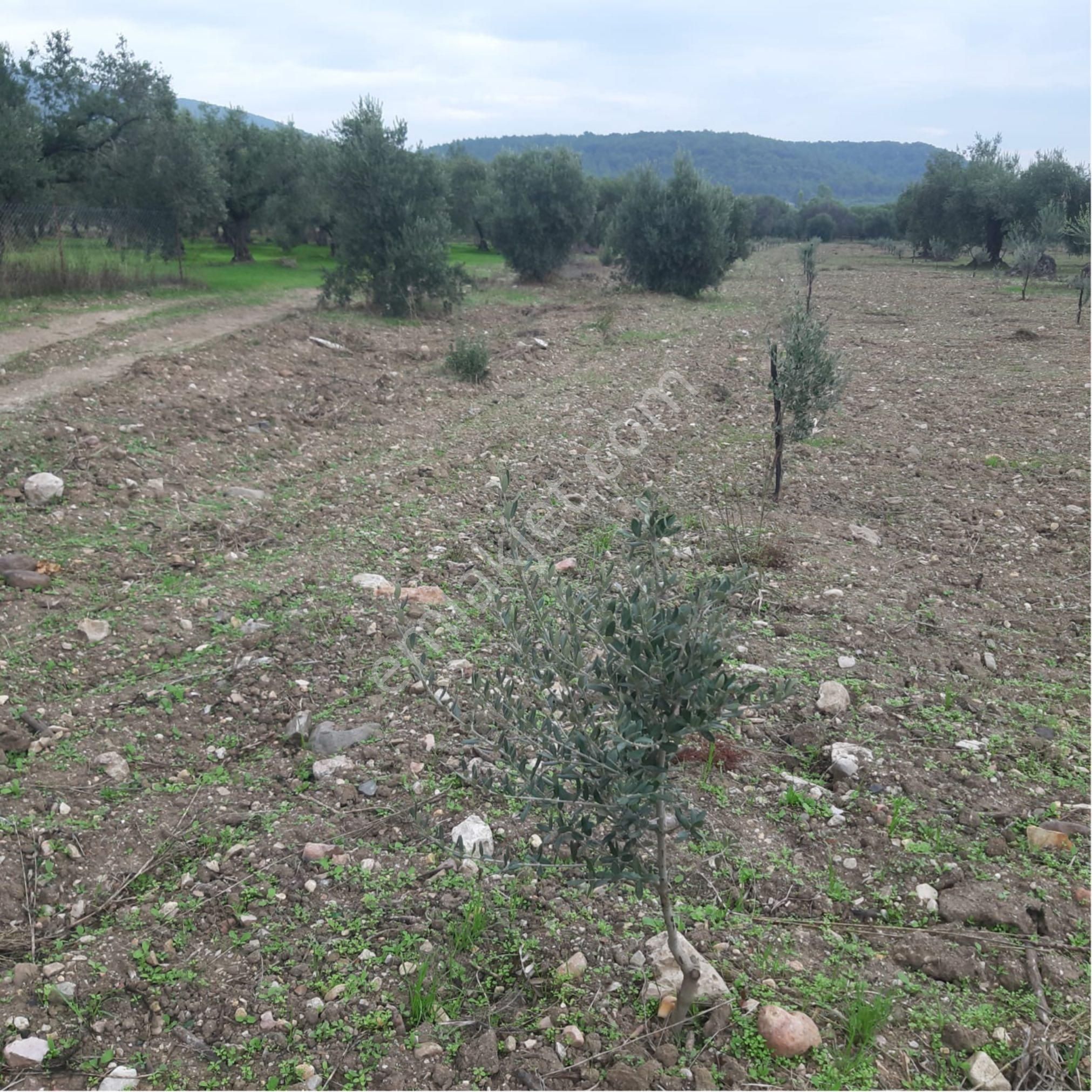 Akhisar Büknüşte 1755m2 Zeytinlik - Görsel 6