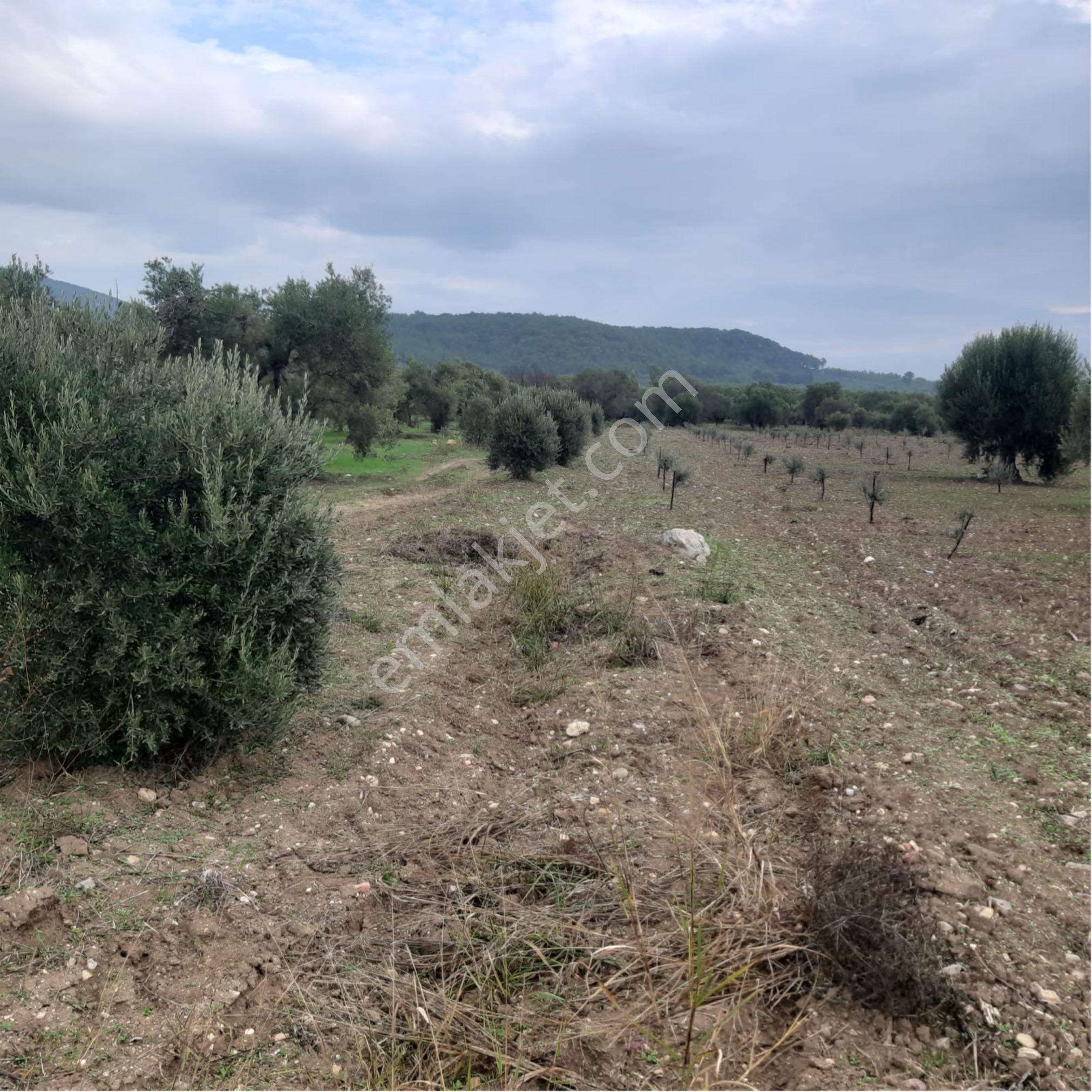 Akhisar Büknüşte 1755m2 Zeytinlik - Görsel 4