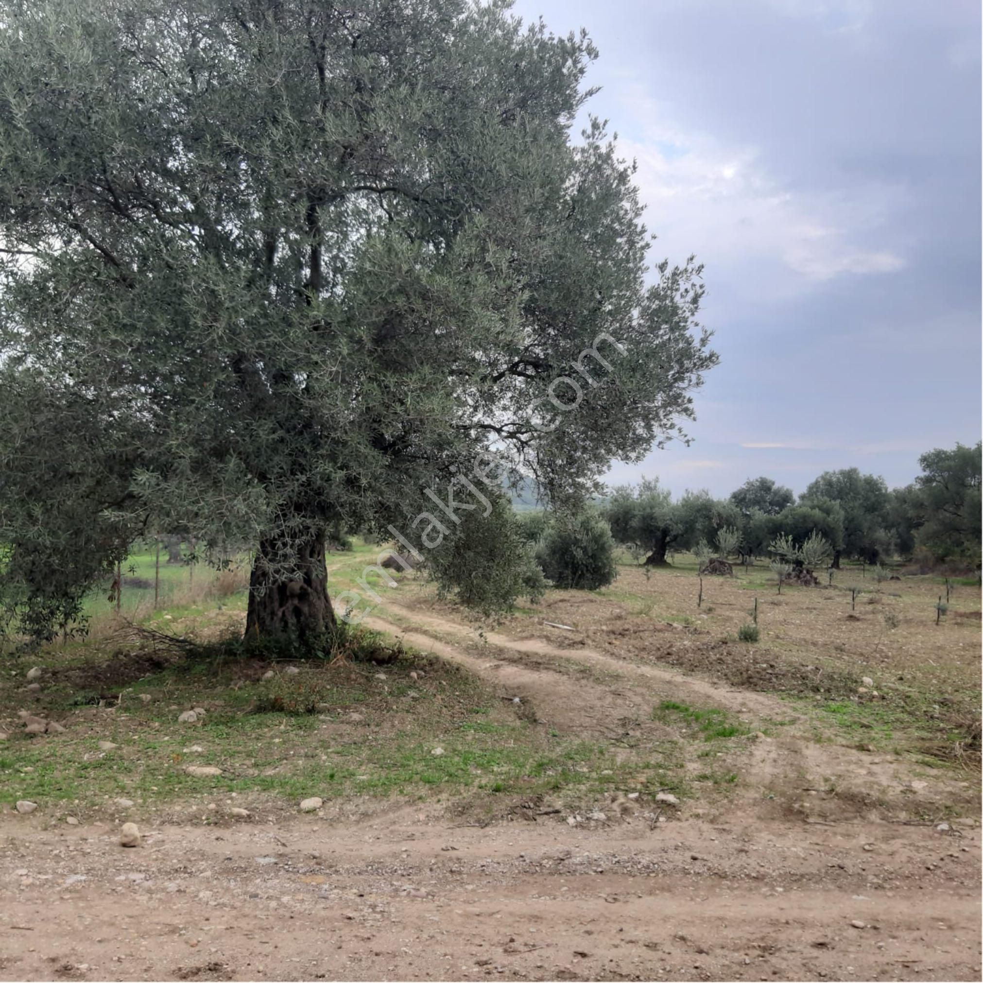 Akhisar Büknüşte 1755m2 Zeytinlik - Görsel 3