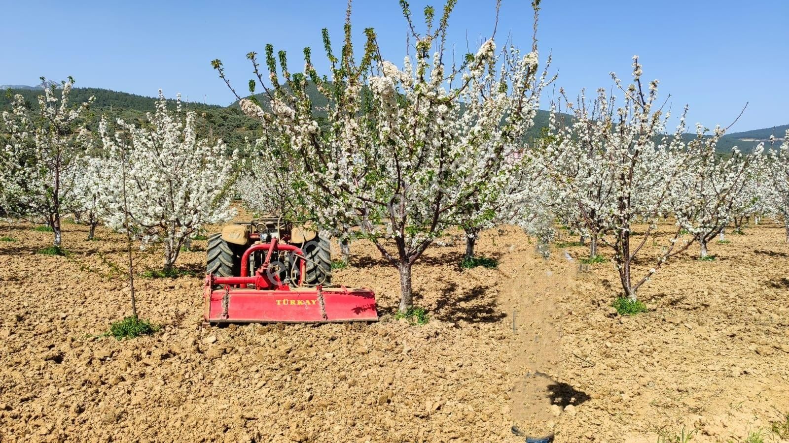 Kemalpaşa Vişneli'de 19.059m² İki Parça Kiraz Bahçesi - Görsel 3