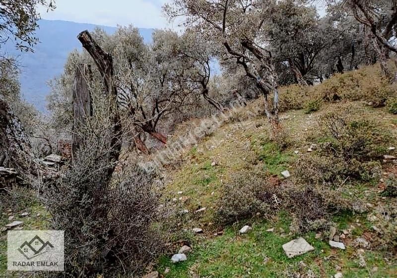 Bayındır Sarıyurt 1332m2 Zeytin Ağaçlı Tek Tapu Yatırımlık Tarla - Görsel 3