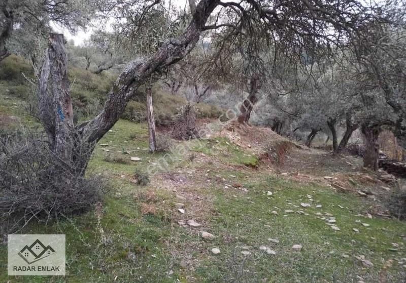Bayındır Sarıyurt 1332m2 Zeytin Ağaçlı Tek Tapu Yatırımlık Tarla - Görsel 2