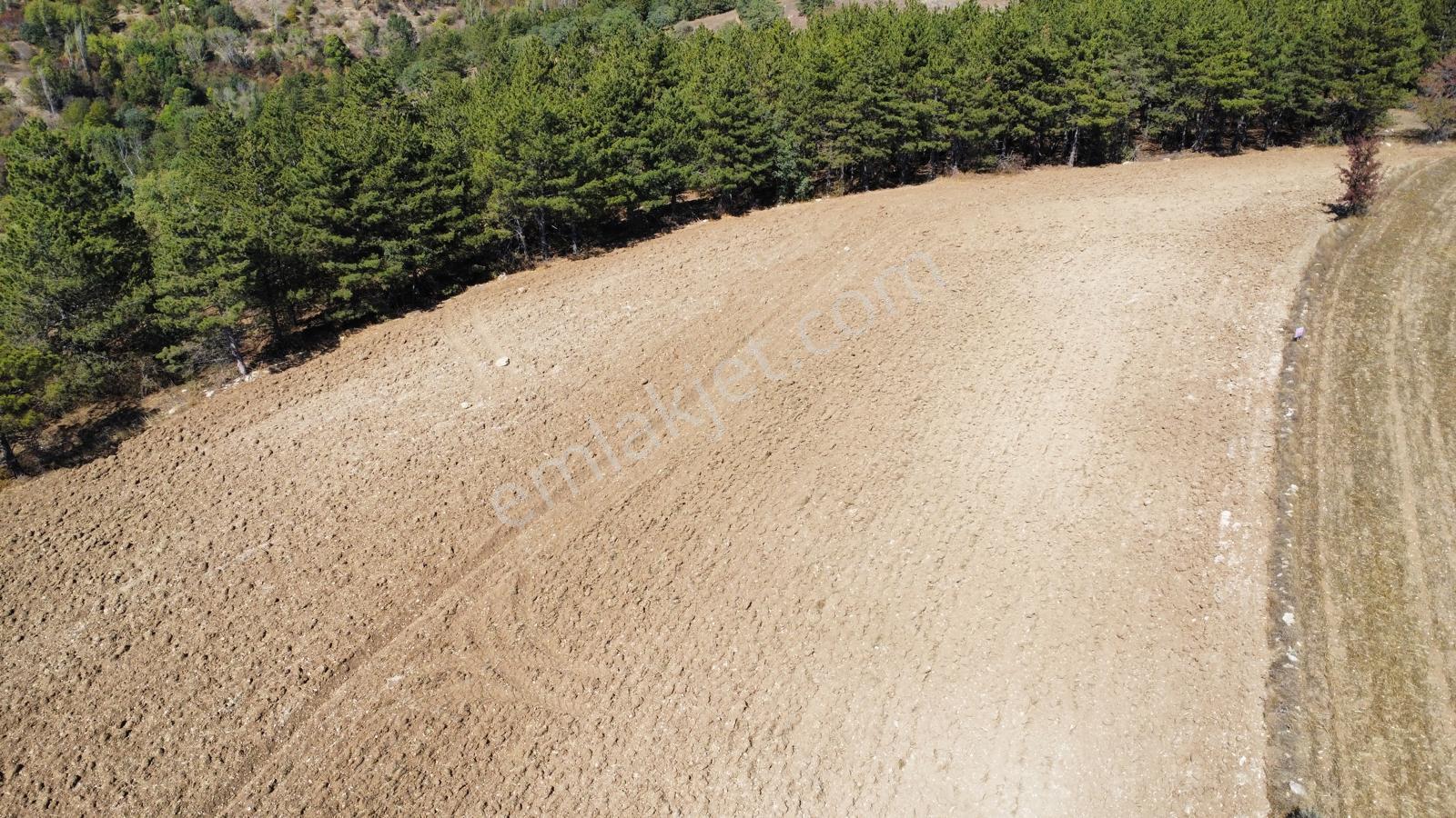 Çorum Merkez Turgut Köyünde Satılık Tarla - Görsel 12