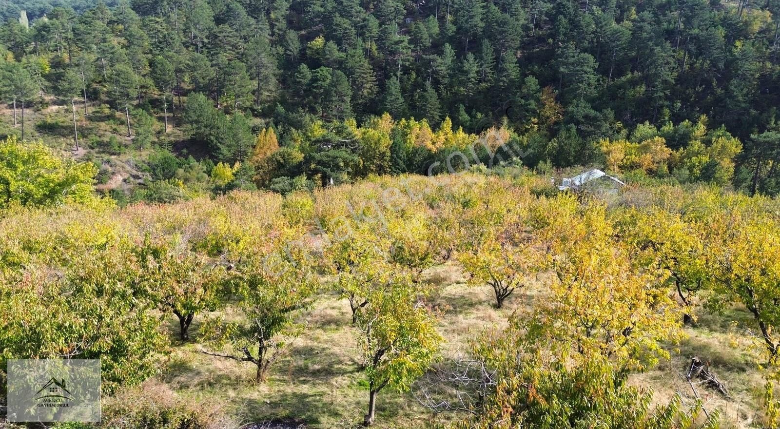 Kemalpaşa Bayramlı'da Satılık Kiraz Bahçesi - Görsel 14