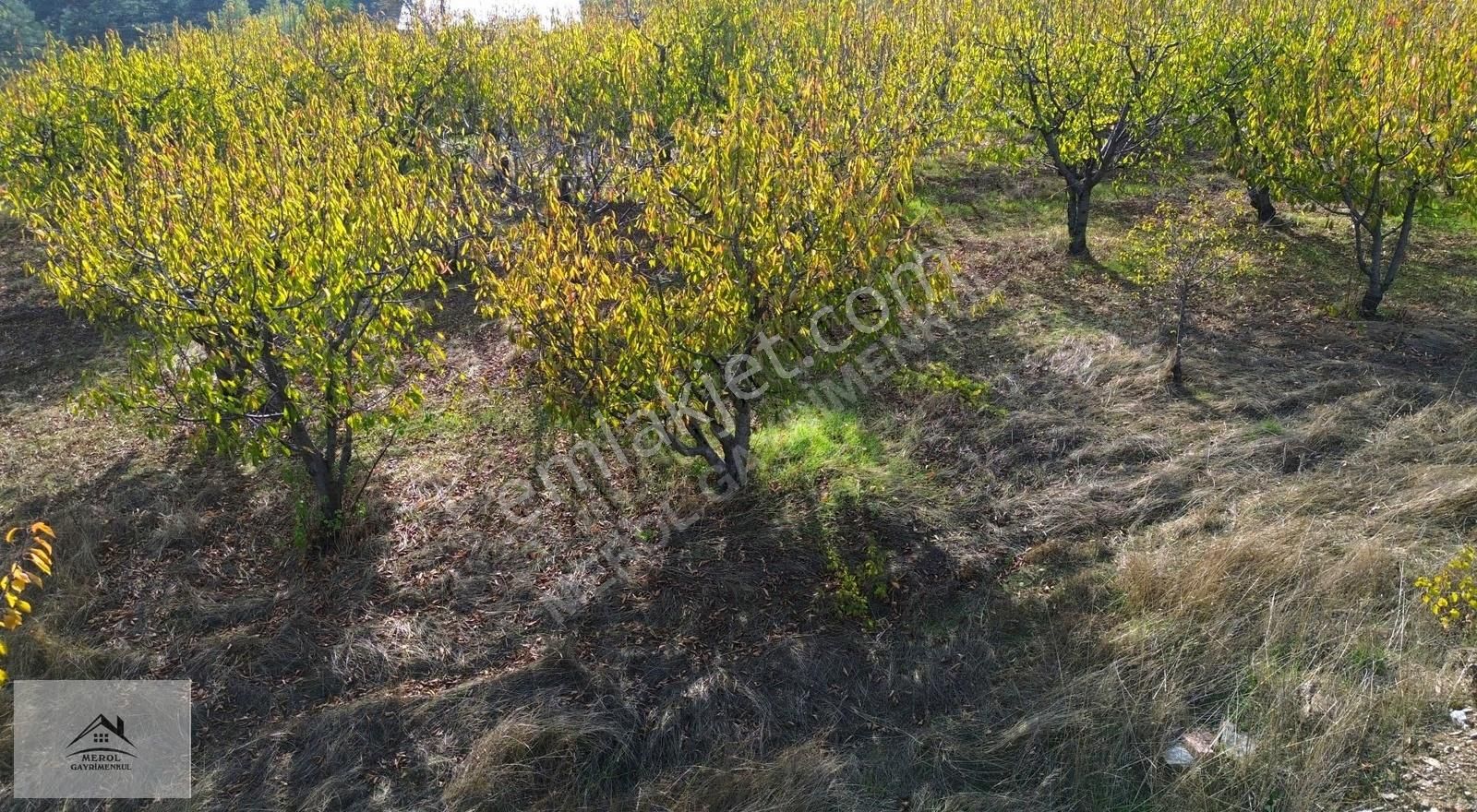 Kemalpaşa Bayramlı'da Satılık Kiraz Bahçesi - Görsel 26