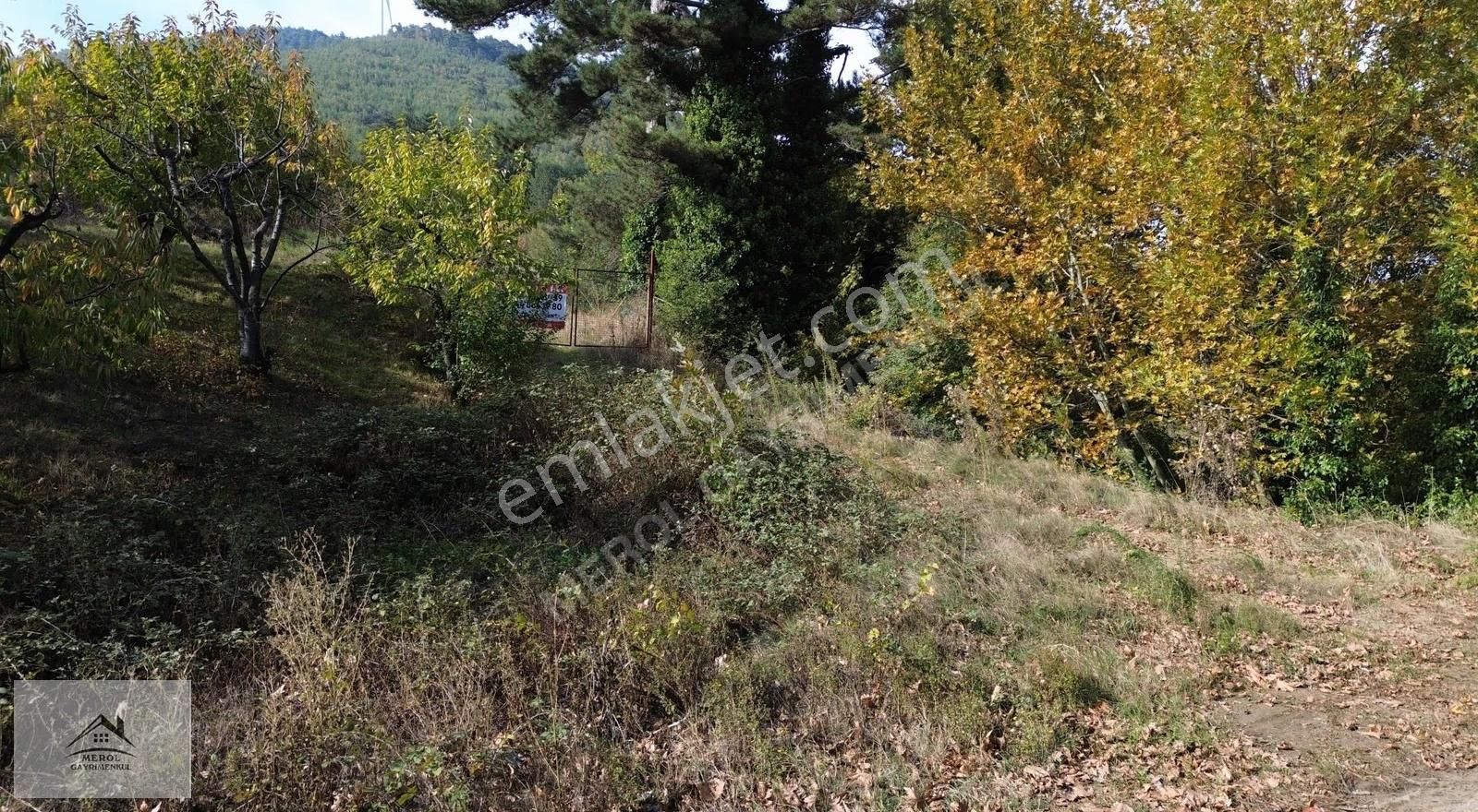 Kemalpaşa Bayramlı'da Satılık Kiraz Bahçesi - Görsel 16