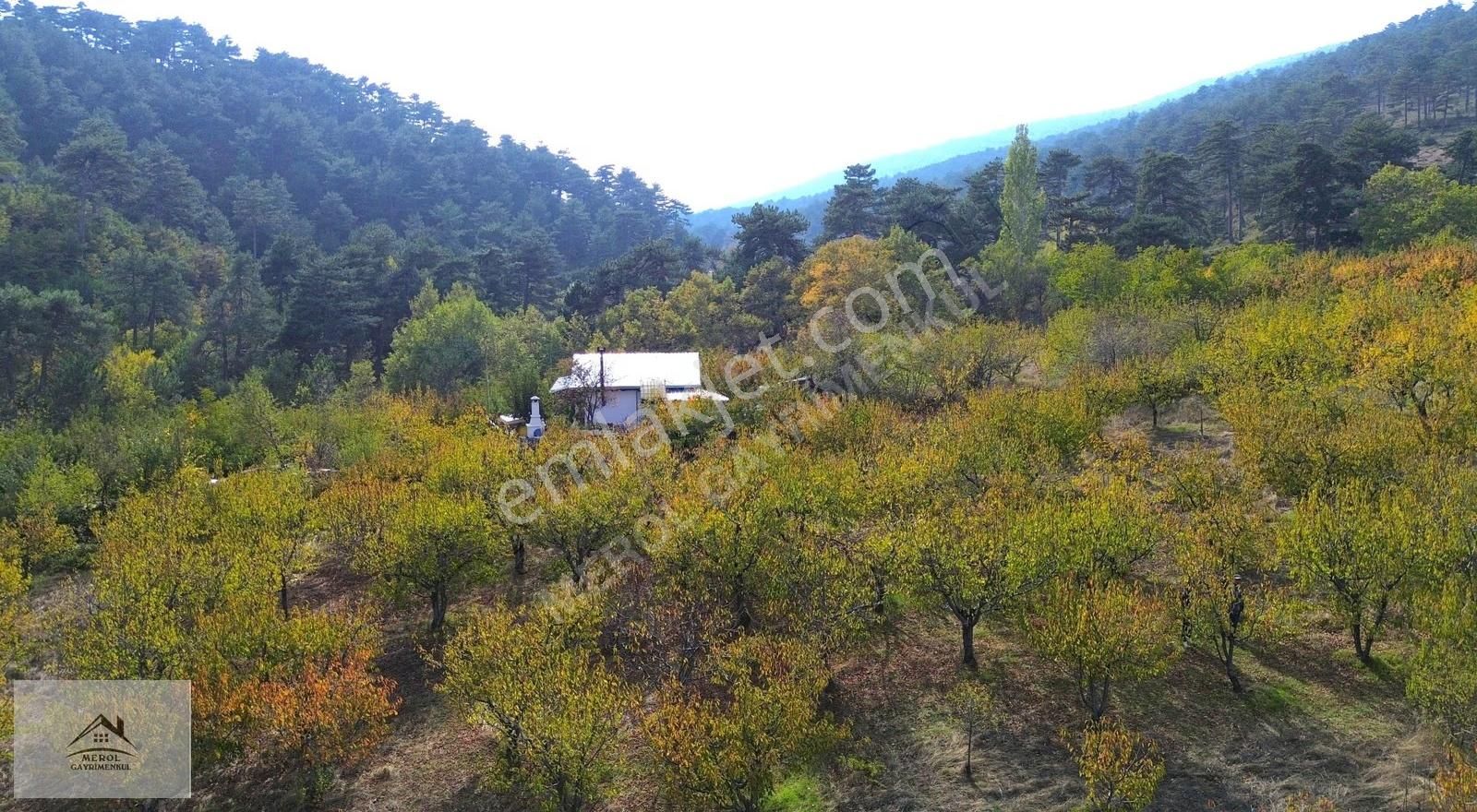 Kemalpaşa Bayramlı'da Satılık Kiraz Bahçesi - Görsel 28