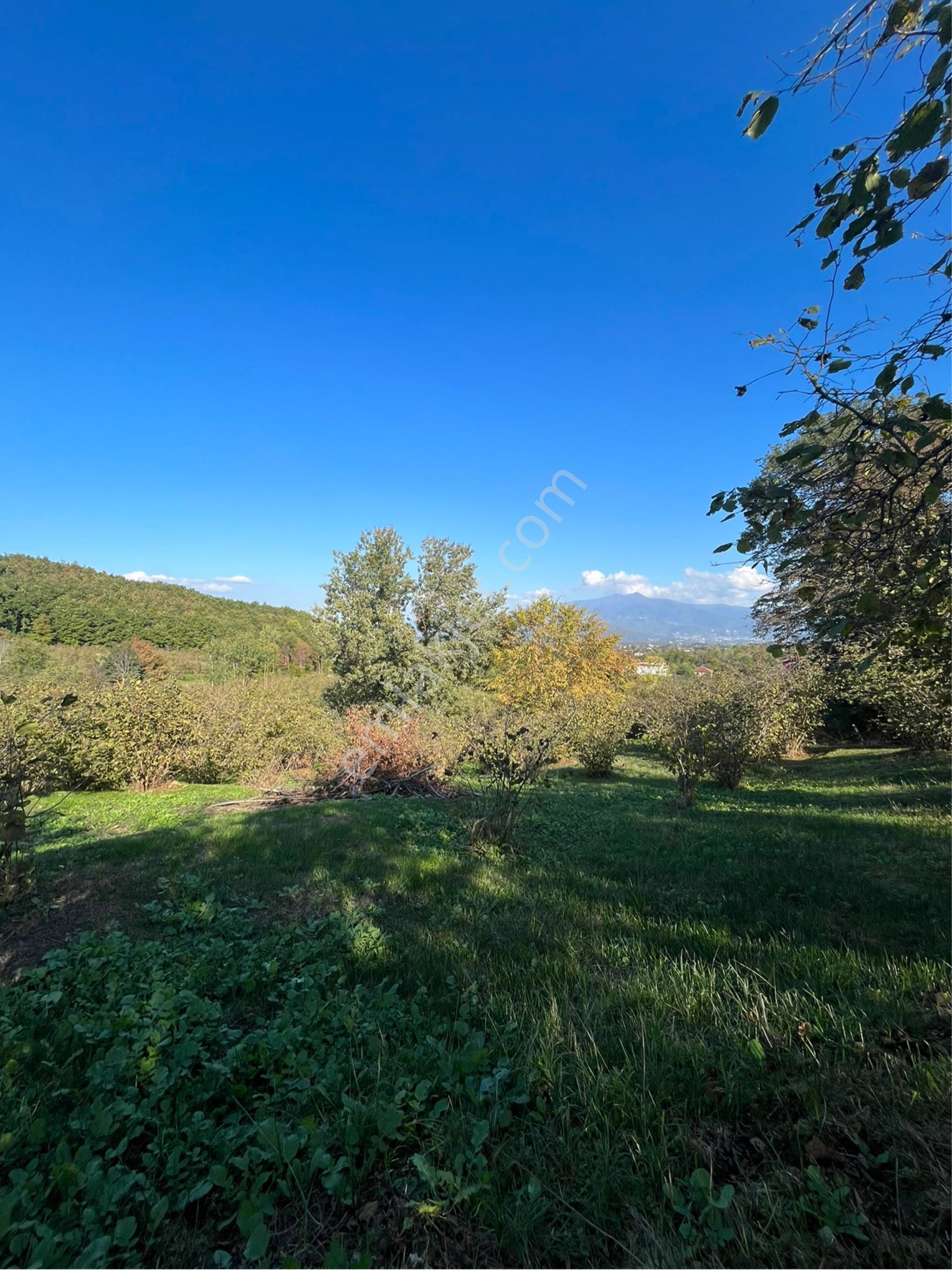 5 Dönüm Fındık Bahcesi Kısa Süreliğine 4.2 Milyon - Görsel 10