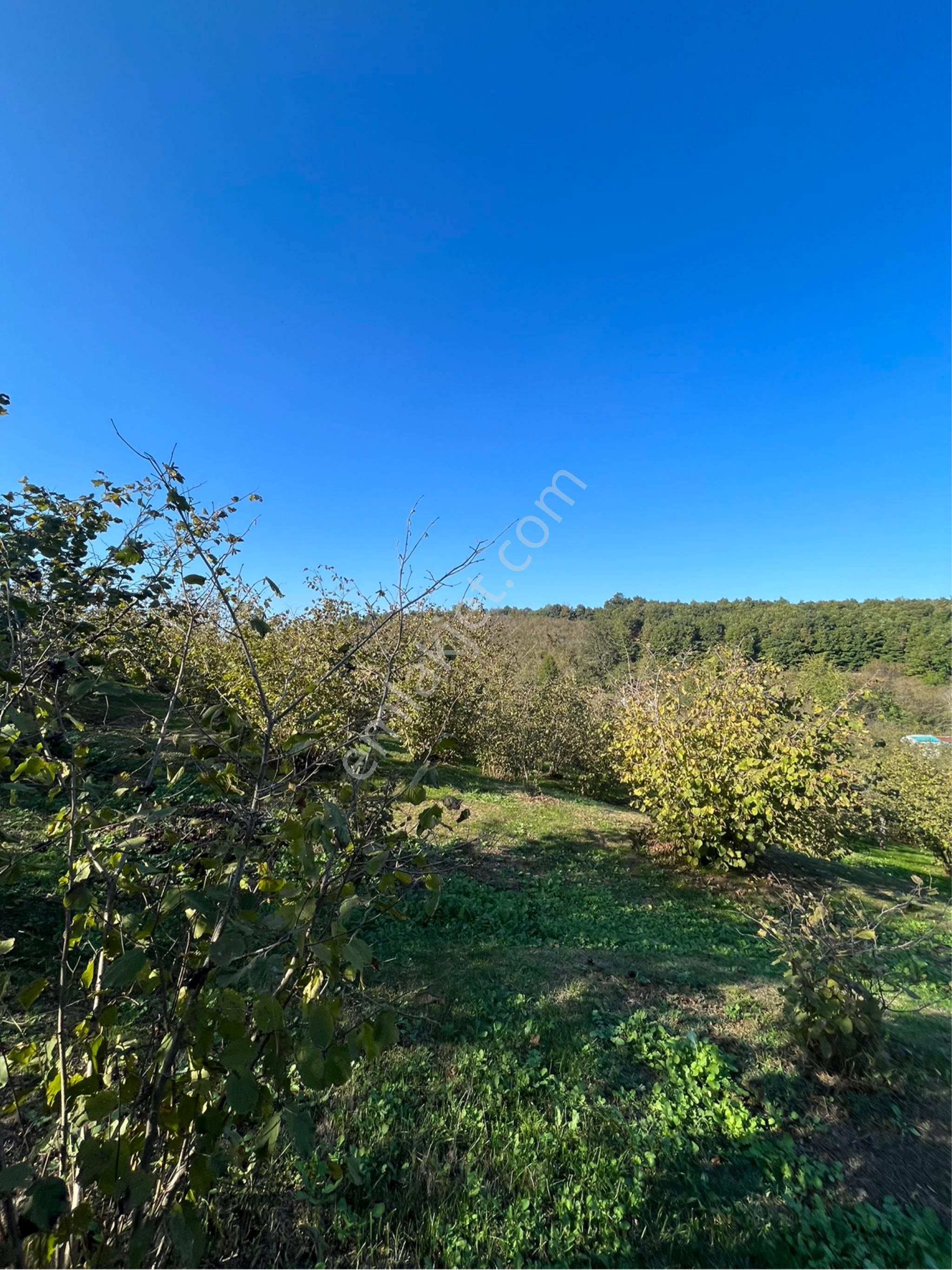 5 Dönüm Fındık Bahcesi Kısa Süreliğine 4.2 Milyon - Görsel 12