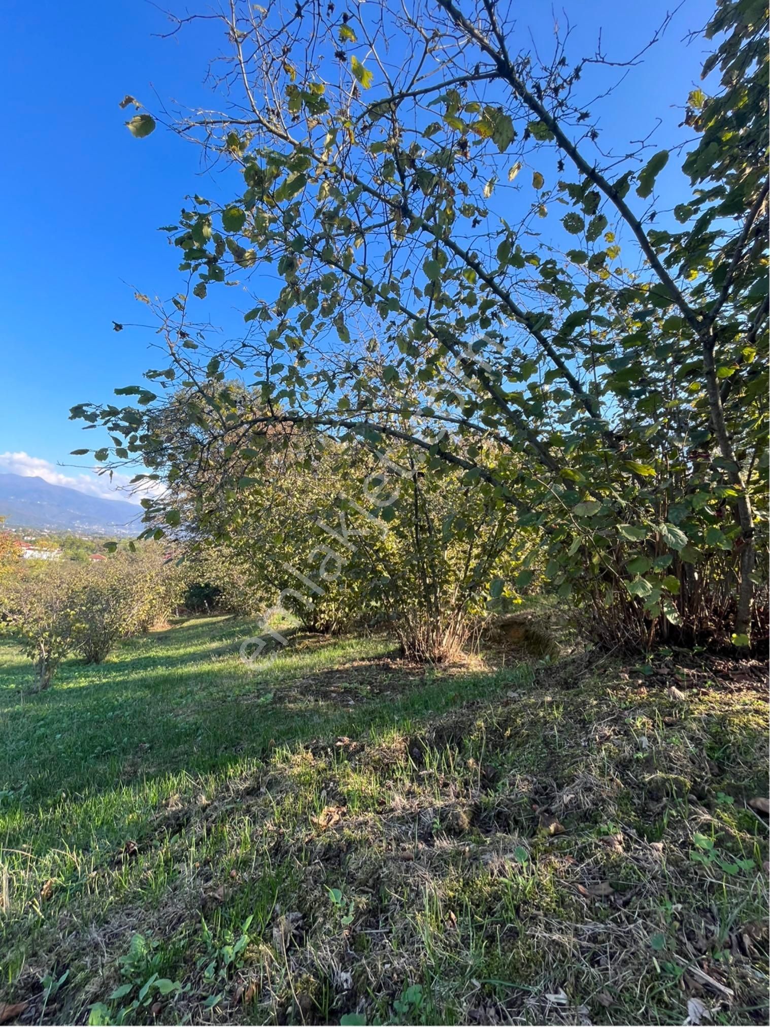 5 Dönüm Fındık Bahcesi Kısa Süreliğine 4.2 Milyon - Görsel 11