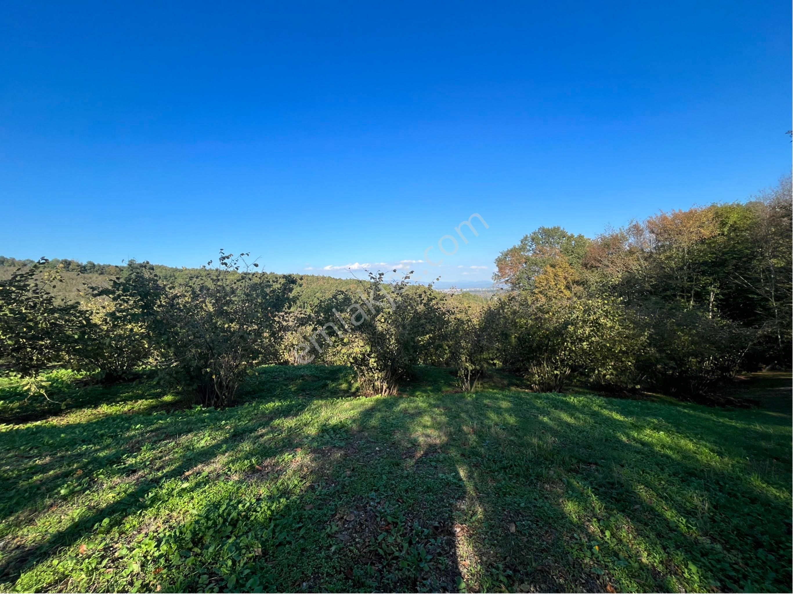 5 Dönüm Fındık Bahcesi Kısa Süreliğine 4.2 Milyon - Görsel 4