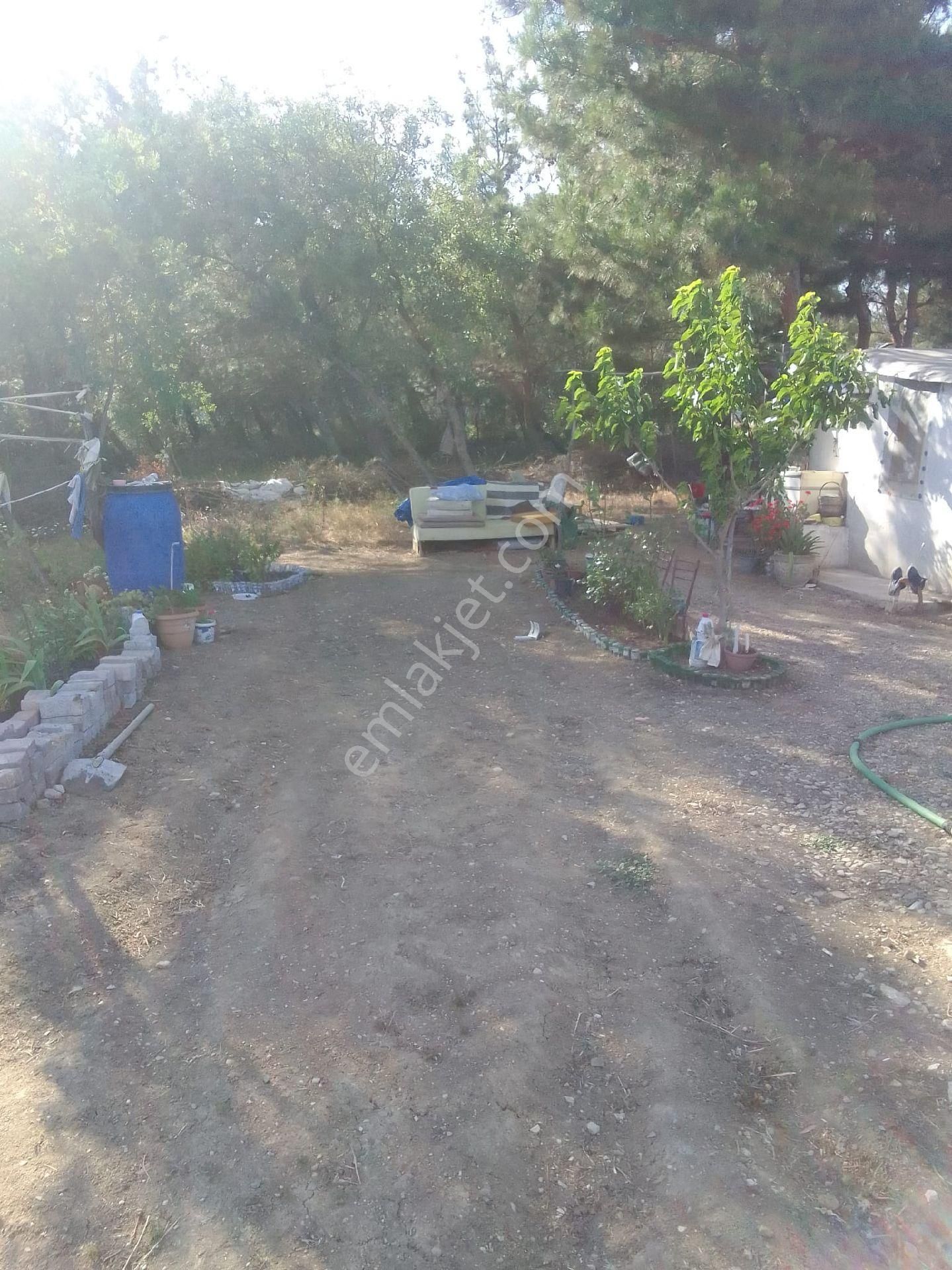Paşaköy Satılık Zeytinlik - Görsel 4