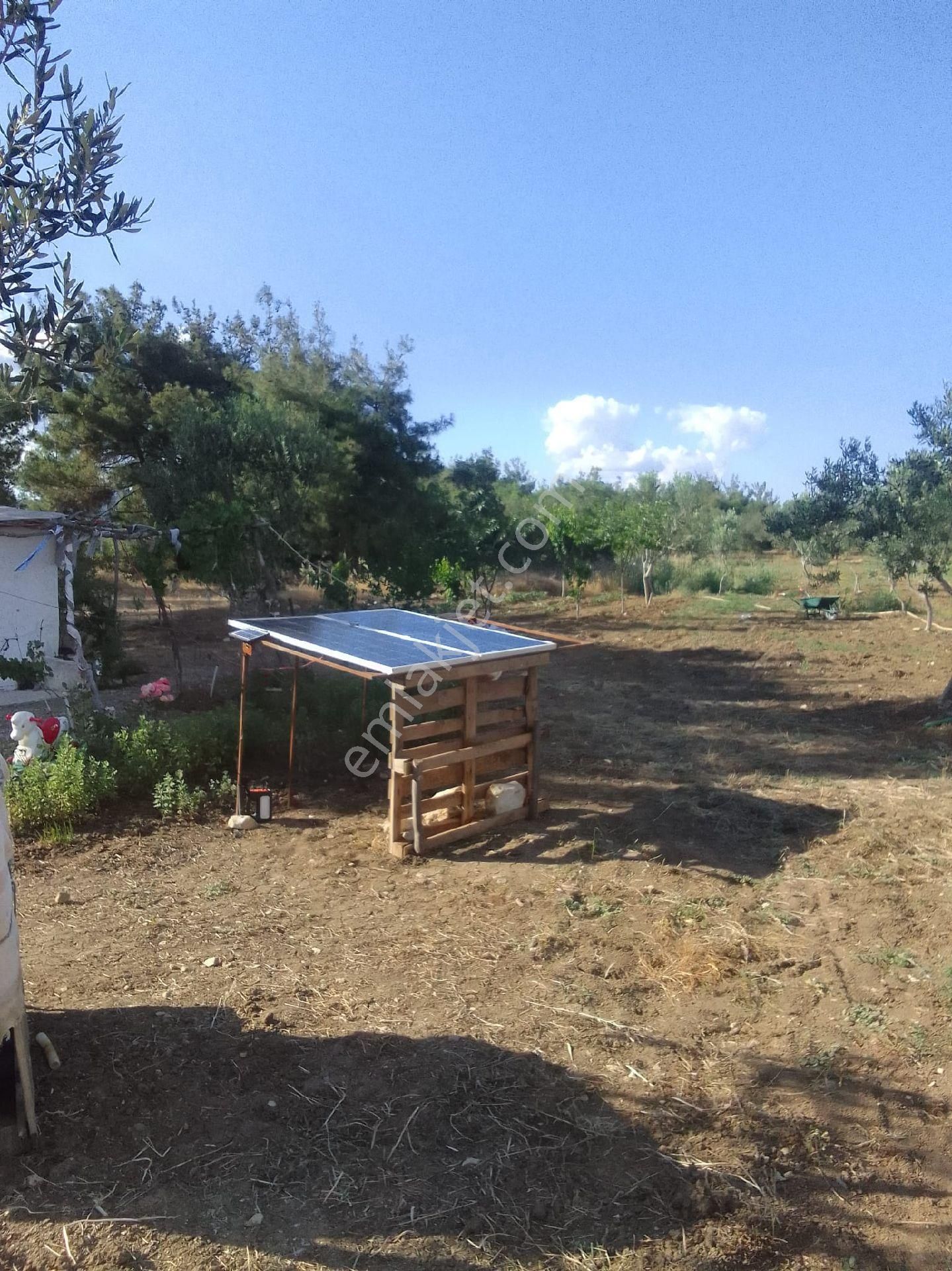 Paşaköy Satılık Zeytinlik - Görsel 7