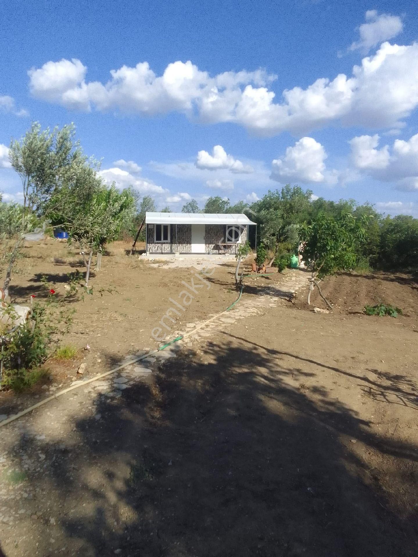 Paşaköy Satılık Zeytinlik - Görsel 5